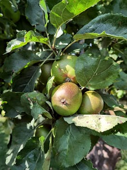 Fresh green apples growing on a lush branch surrounded by green leaves.