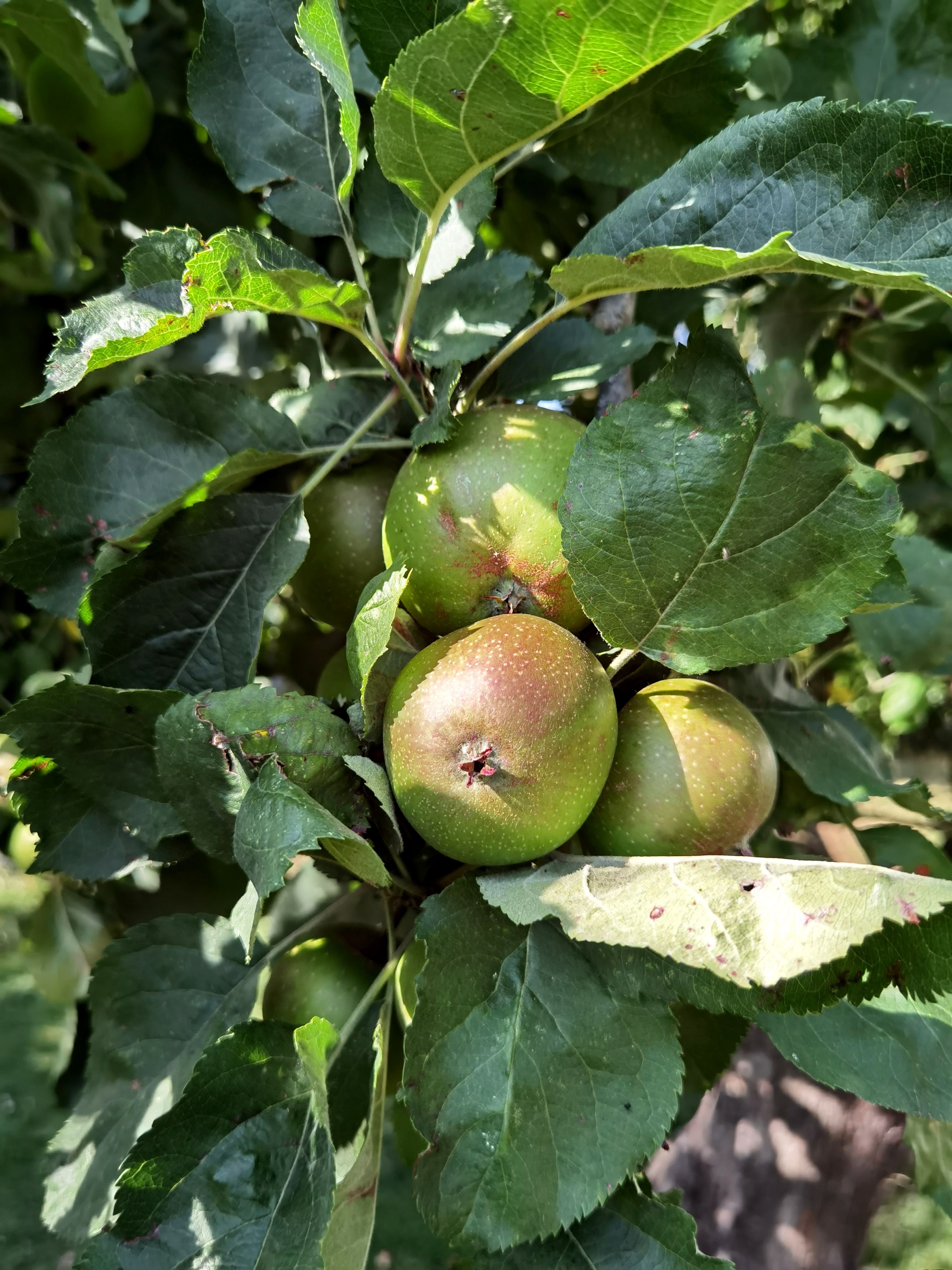 Close-up of Green Apples on a Tree Branch · Free Stock Photo