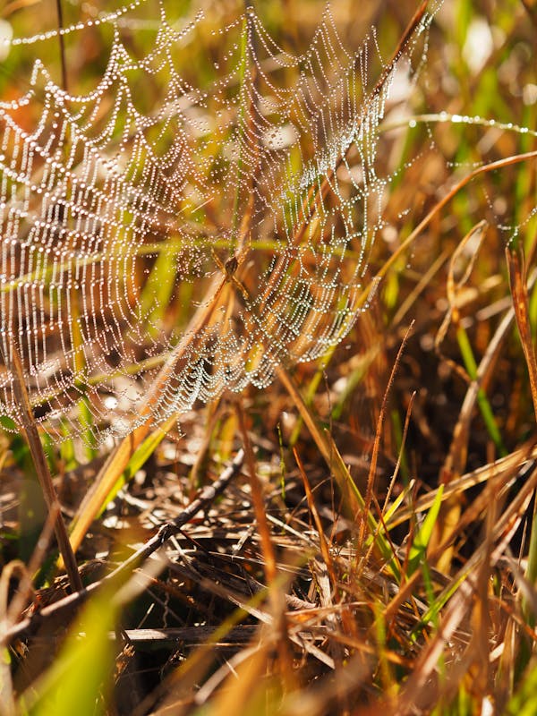 Утринна Роса