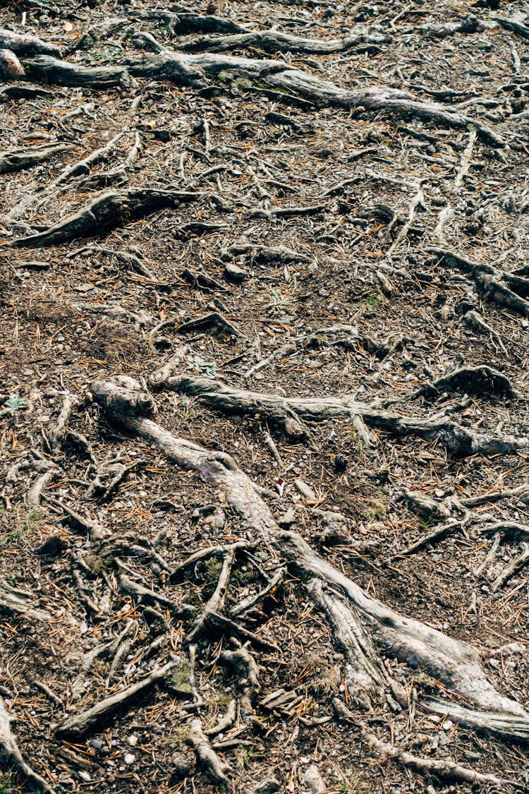 Roots Of Trees On The Ground