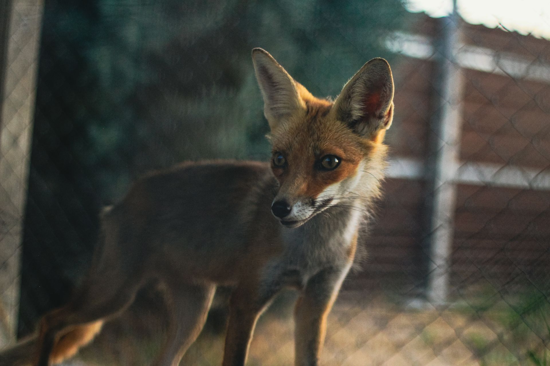 A curious fox stands behind a wire mesh fence in an enclosure, peering inquisitively.