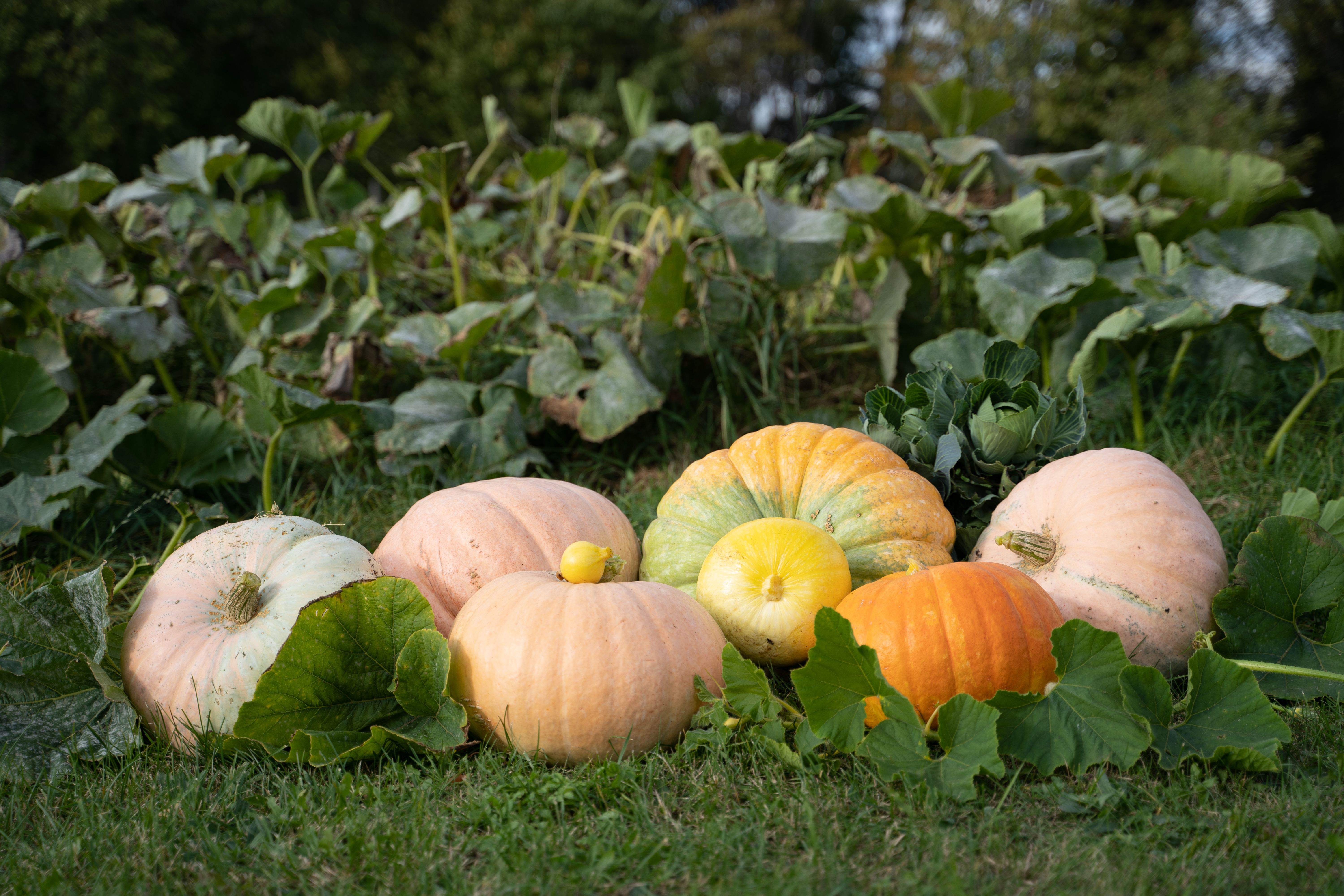 Que semer au potager en automne : le guide pour bien choisir