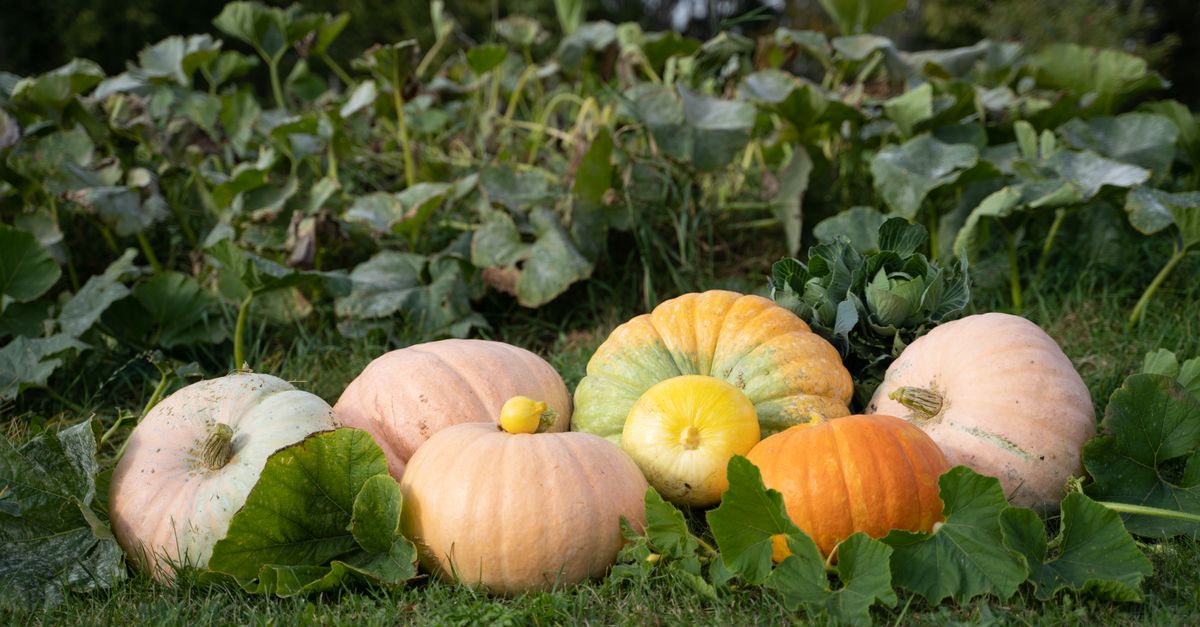 Que semer au potager en automne : le guide pour bien choisir