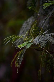 Close-up of fern leaves with dew, showcasing nature's raw beauty in a dark forest atmosphere.