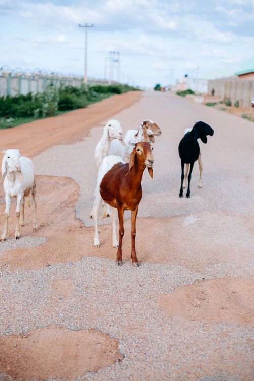 Goats In Rural Group of goats on rural road under blue sky · Free Stock Photo