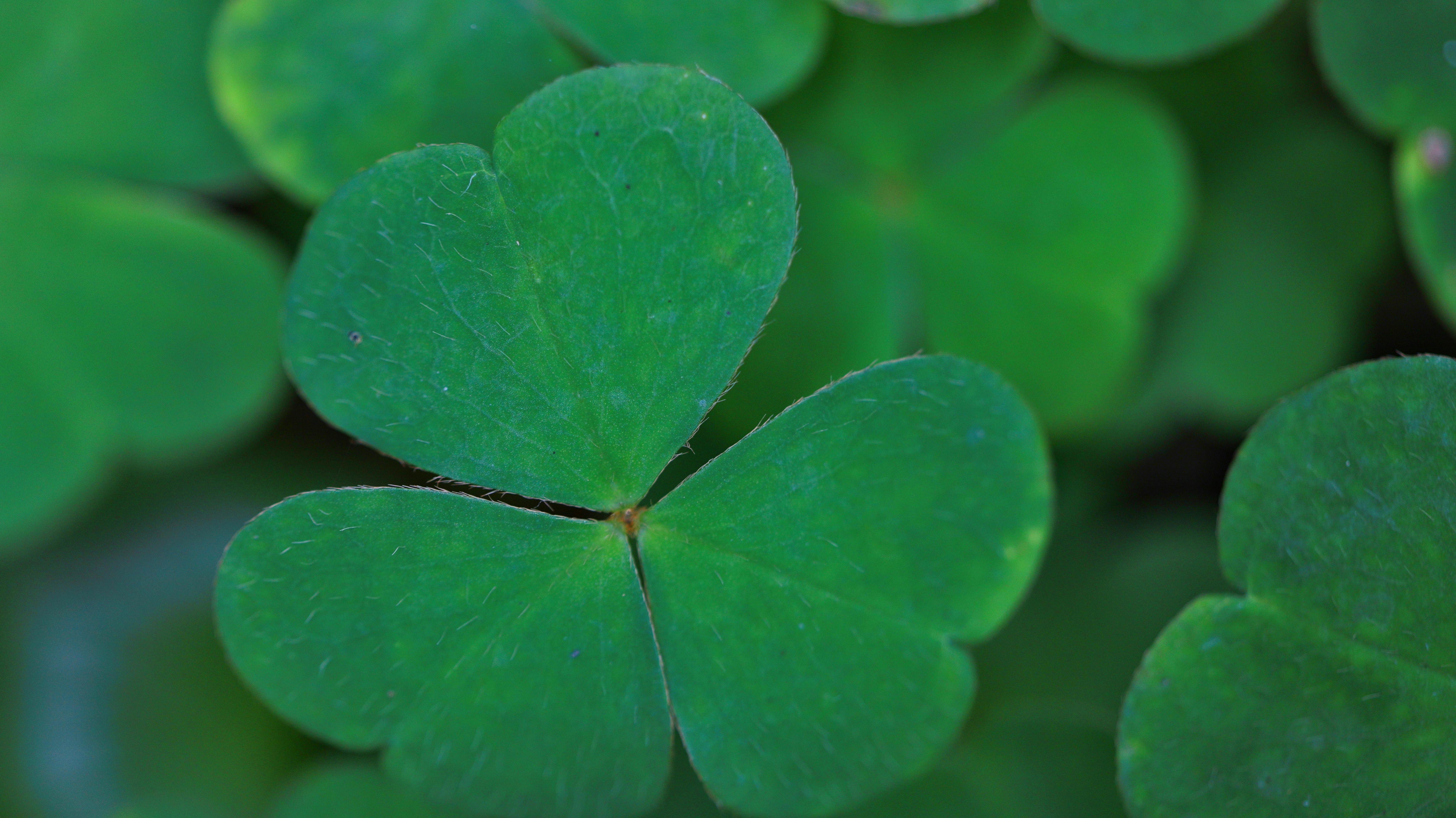 Detailed macro shot of a lush, green clover showcasing nature's intricate beauty.