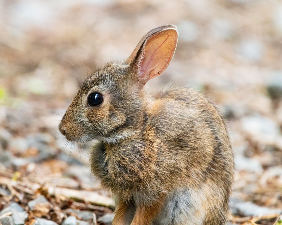 Pa Rabbits Close-up of a Brown Rabbit on Rocky Ground · Free Stock Photo