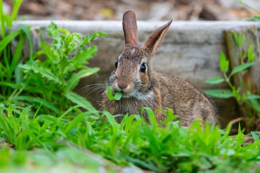 I Spent a Week Using the Rabbit R1, Humane AI Pin, and Google AI: Here's What Actually Works