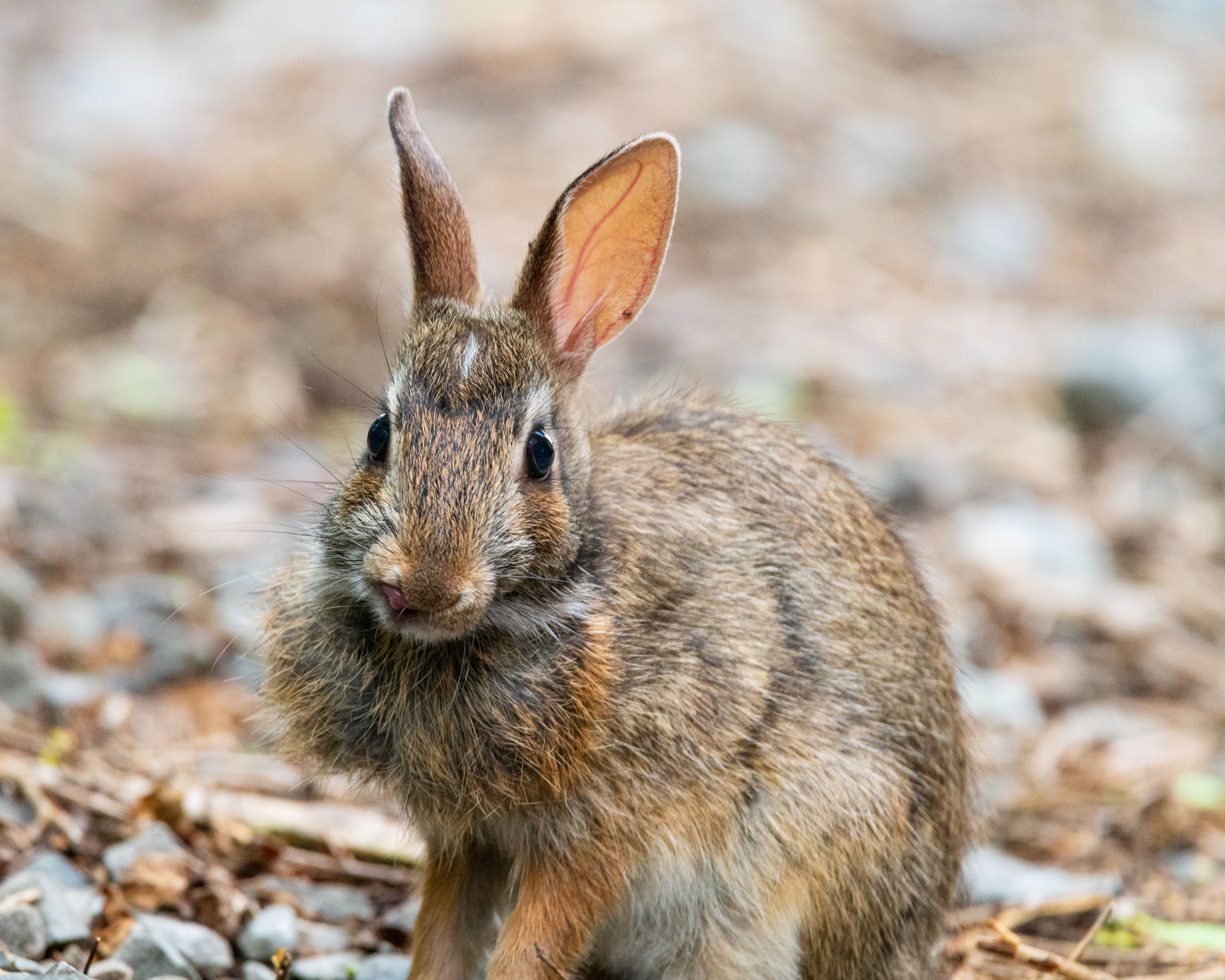 Human-grade rabbit meat guide for beginners and discerning buyers