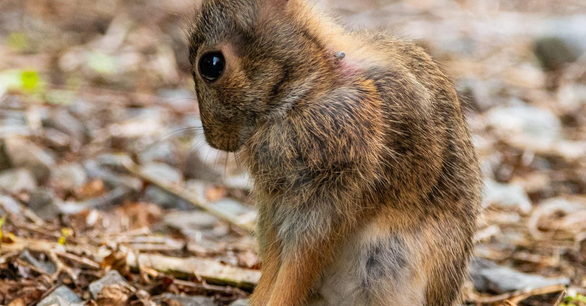 Wild Rabbit Iowa Young Wild Rabbit in Canonsburg, Pennsylvania · Free Stock Photo