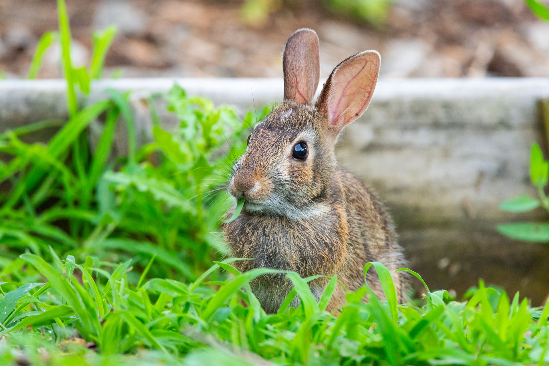 A wild Eastern Cottontail rabbit sitting in lush green grass.