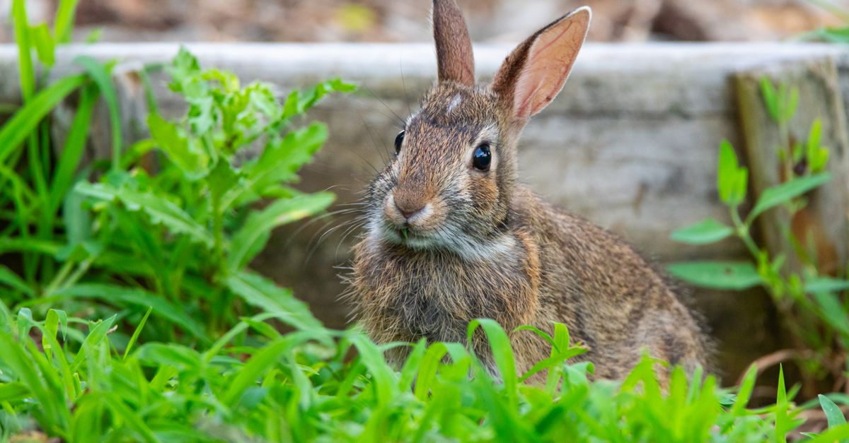 Wild Rabbit in Natural Habitat in Pennsylvania · Free Stock Photo
