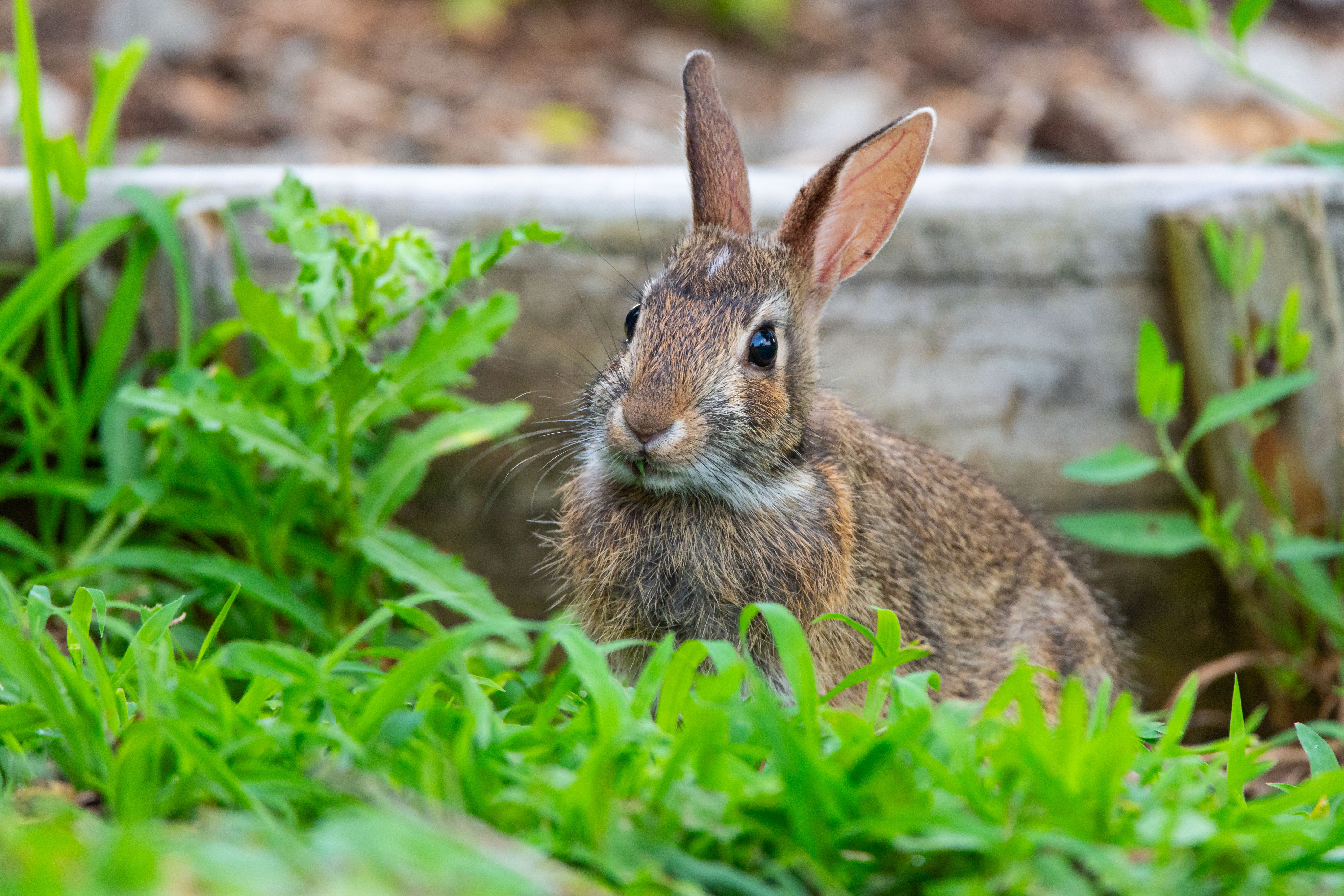 Wild Rabbit in Natural Habitat in Pennsylvania · Free Stock Photo