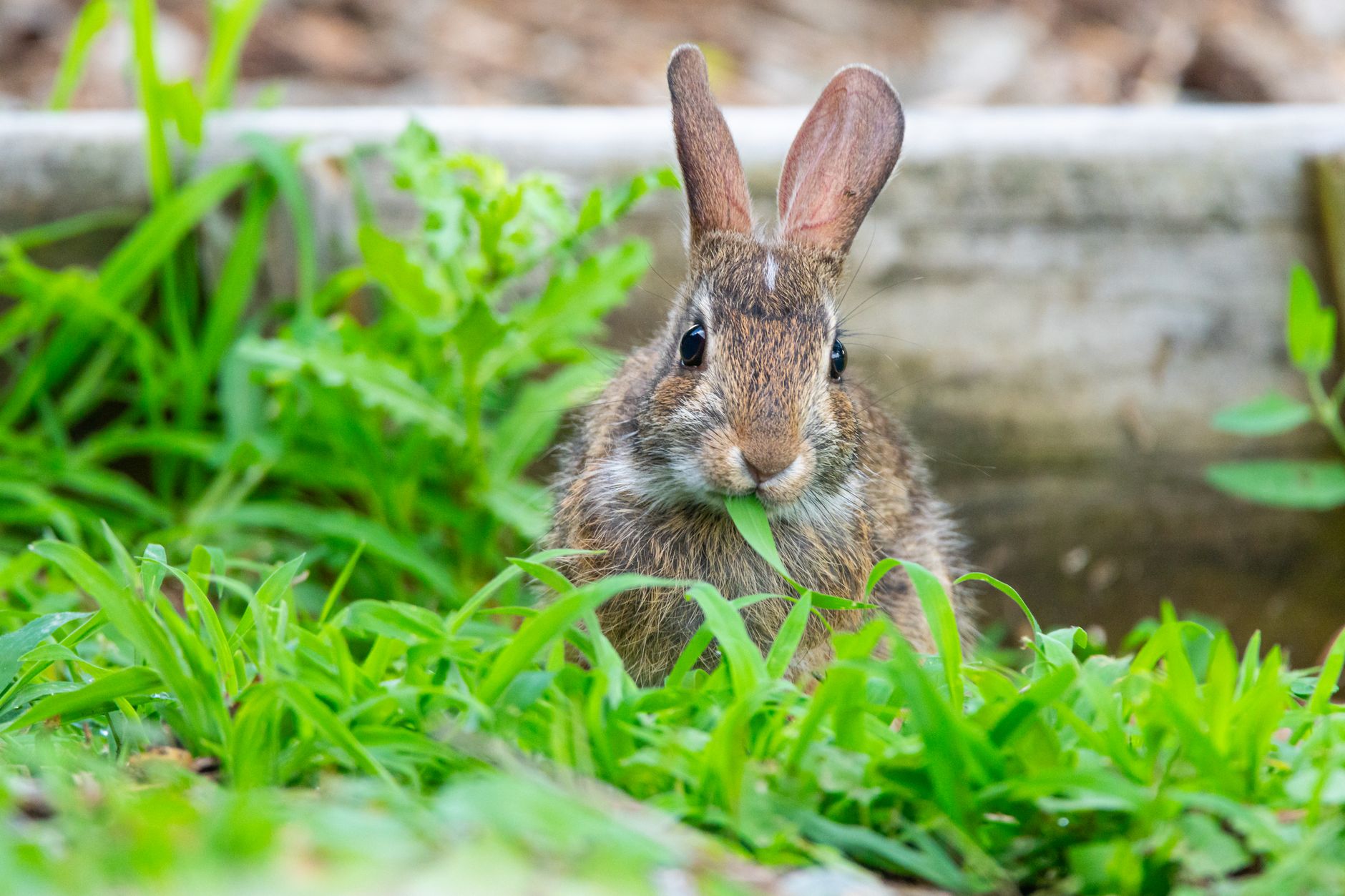 Veterinarian examining a rabbit during a checkup