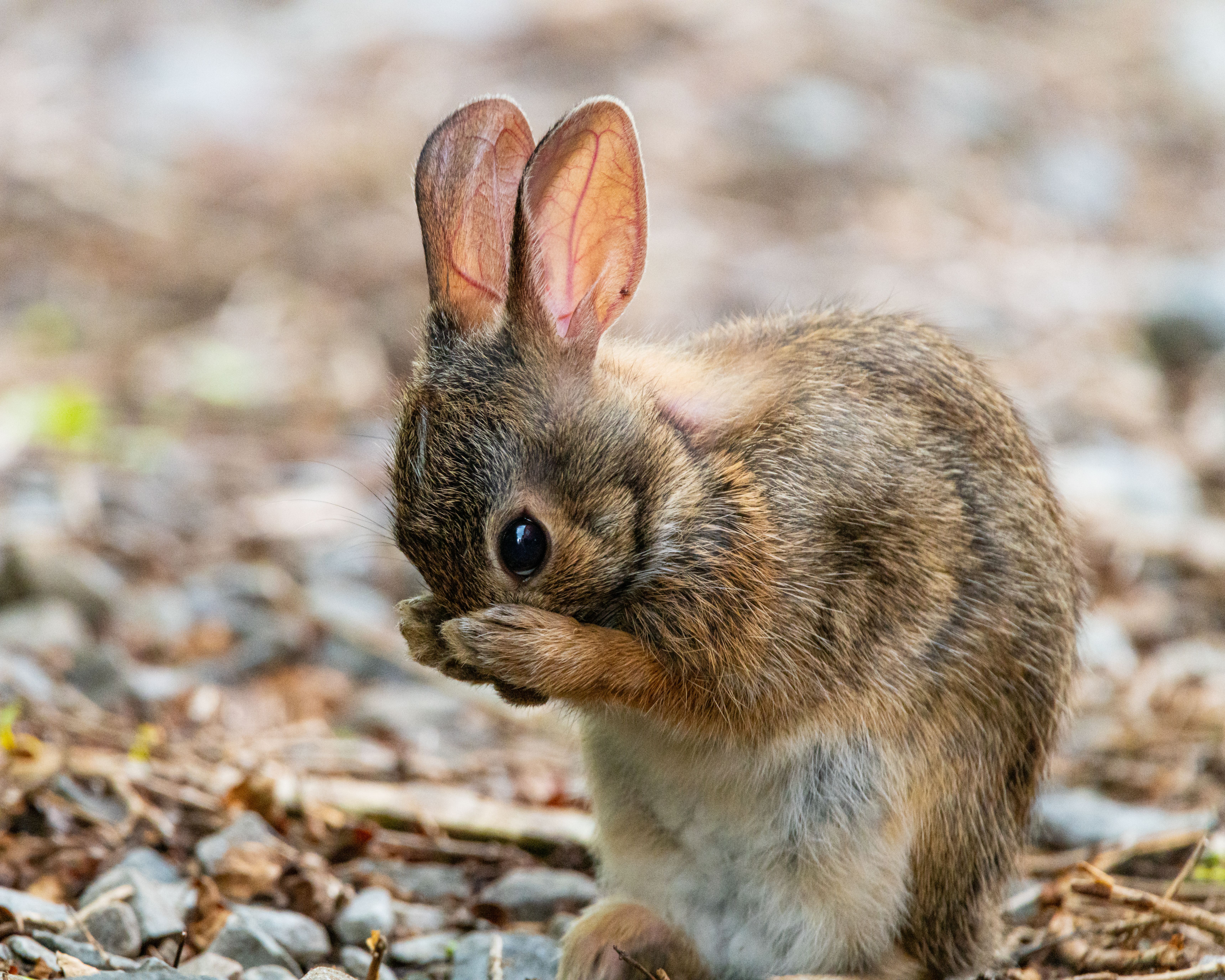 North Sea drilling rig rabbits wildlife