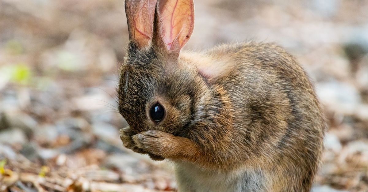 Real Life Like Remote Rabbit Adorable Wild Rabbit in Natural Habitat · Free Stock Photo