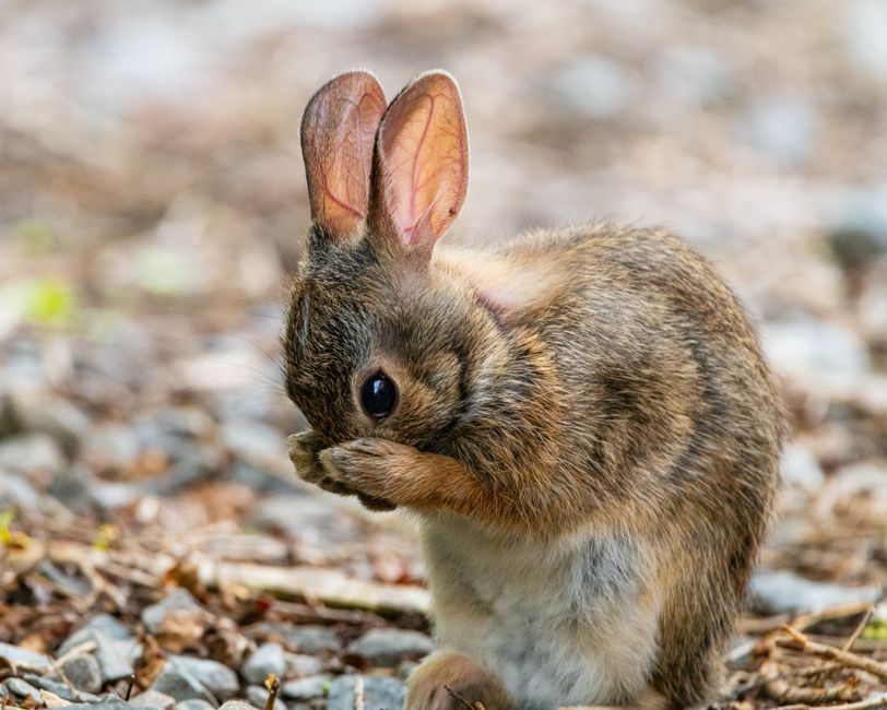 North Sea drilling rig rabbits wildlife