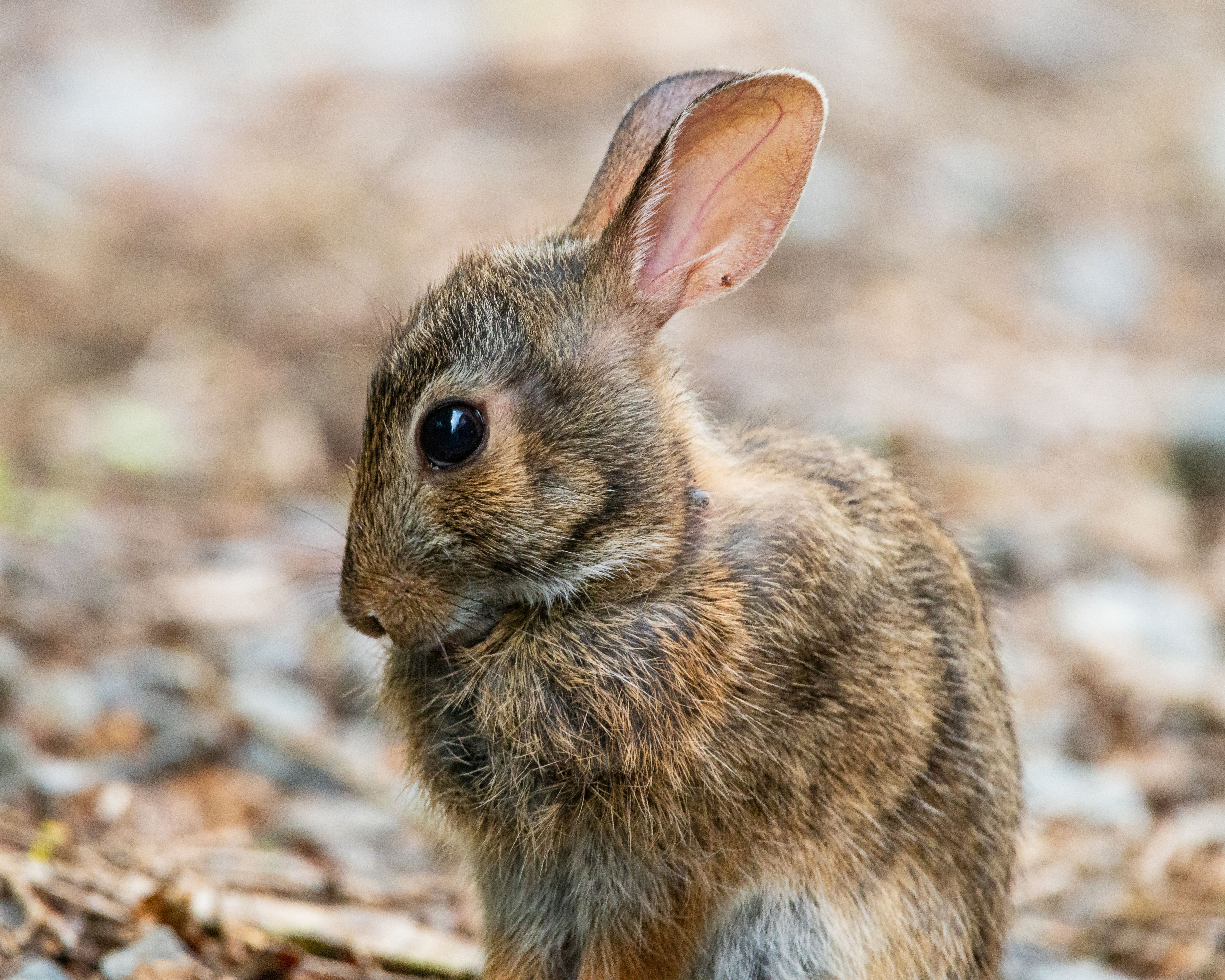 Close-Up Portrait of a Wild Rabbit · Free Stock Photo