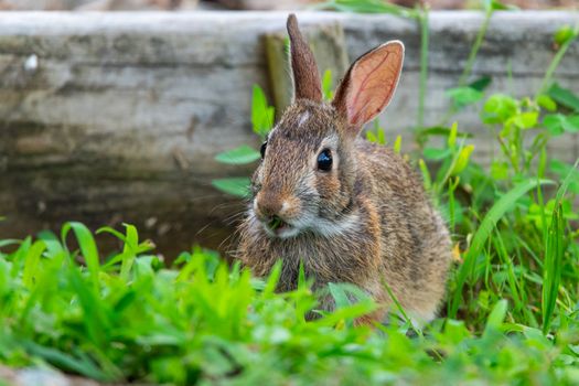 rabbit photo