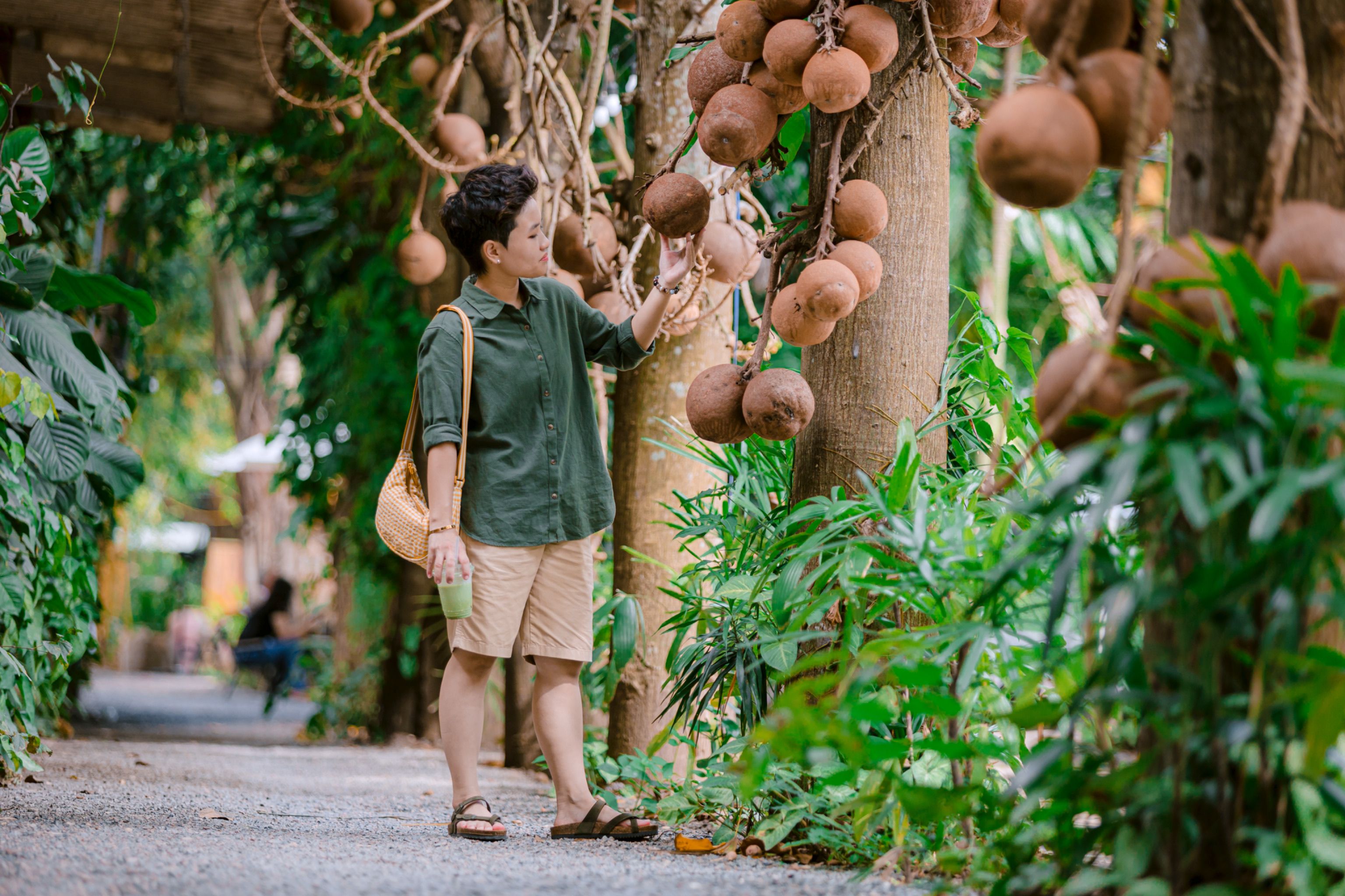 Woman exploring a lush garden, admiring cannonball tree with unique spherical fruits.