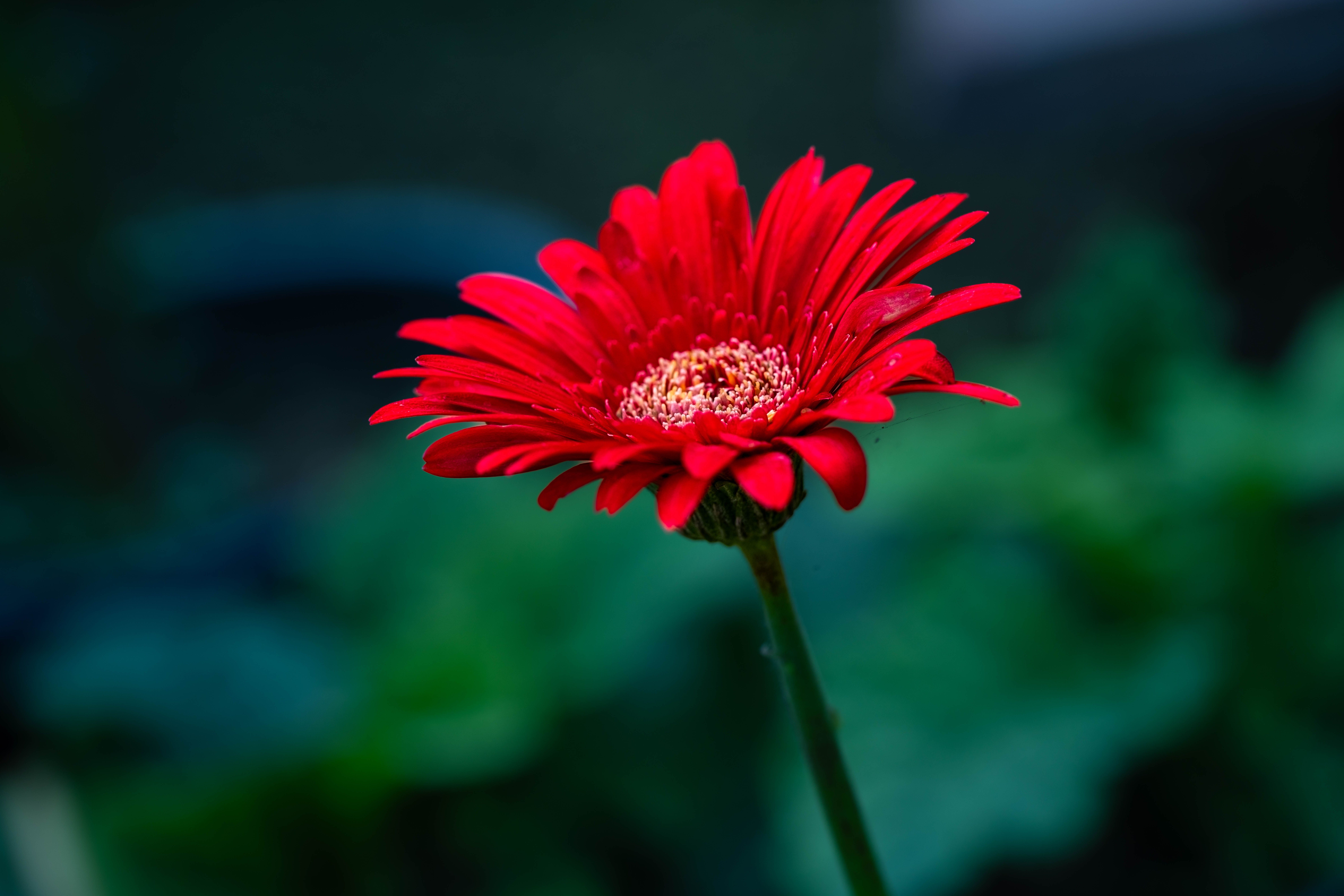 Free stock photo of lotus