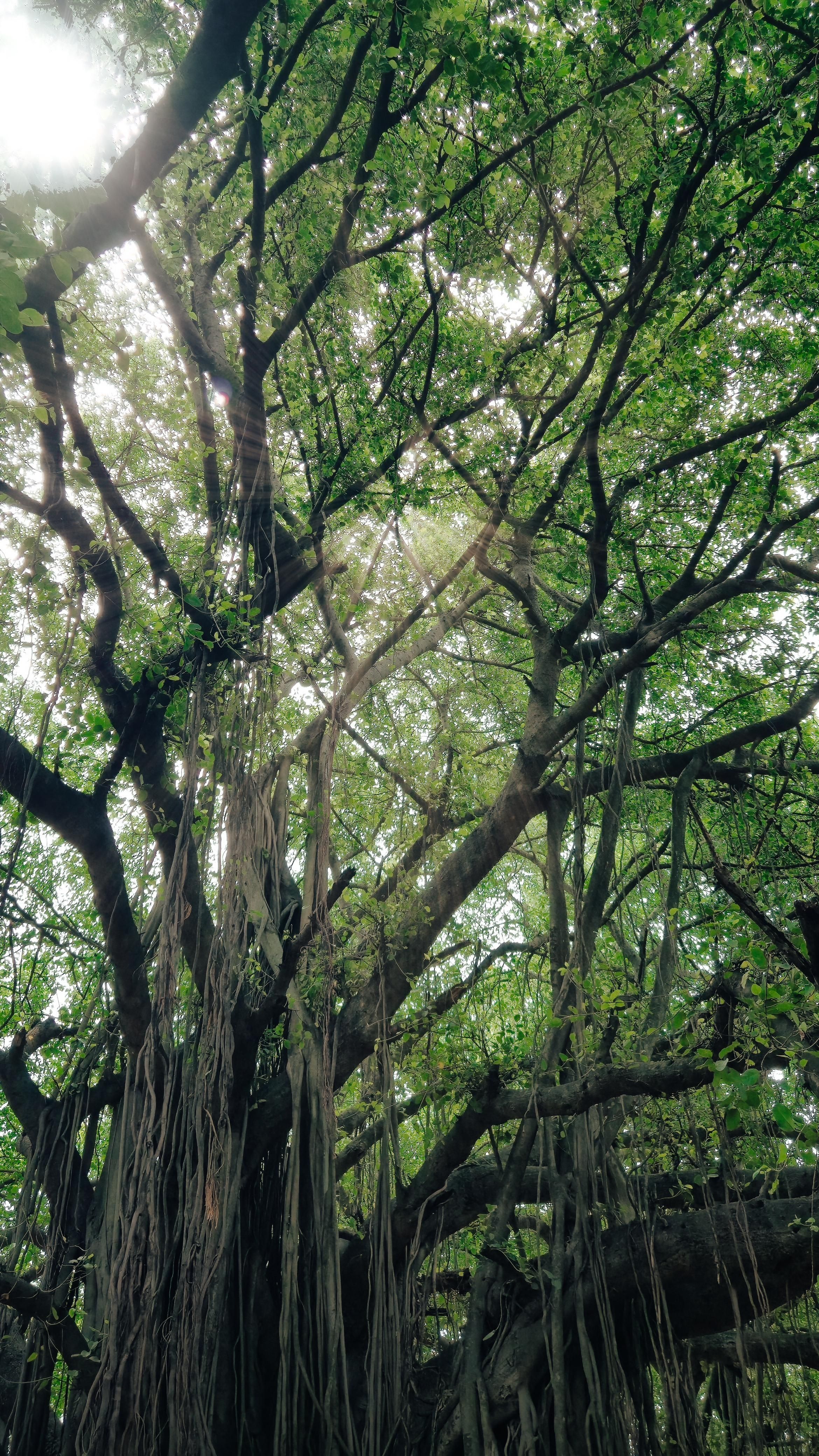 Majestic Banyan Tree in Sunlit Kerala Forest · Free Stock Photo