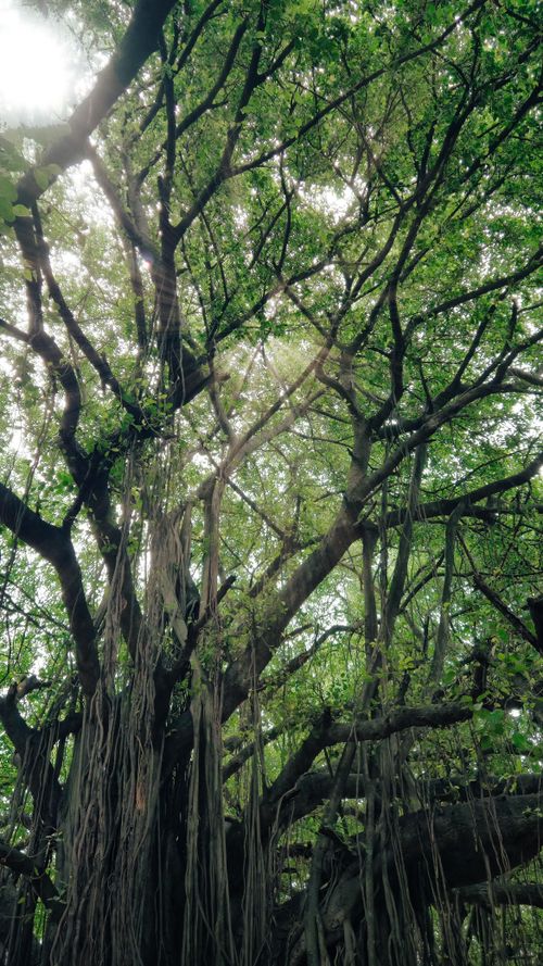 Free Sunlight filtering through a historic banyan tree in Palakkad, Kerala, India. Stock Photo