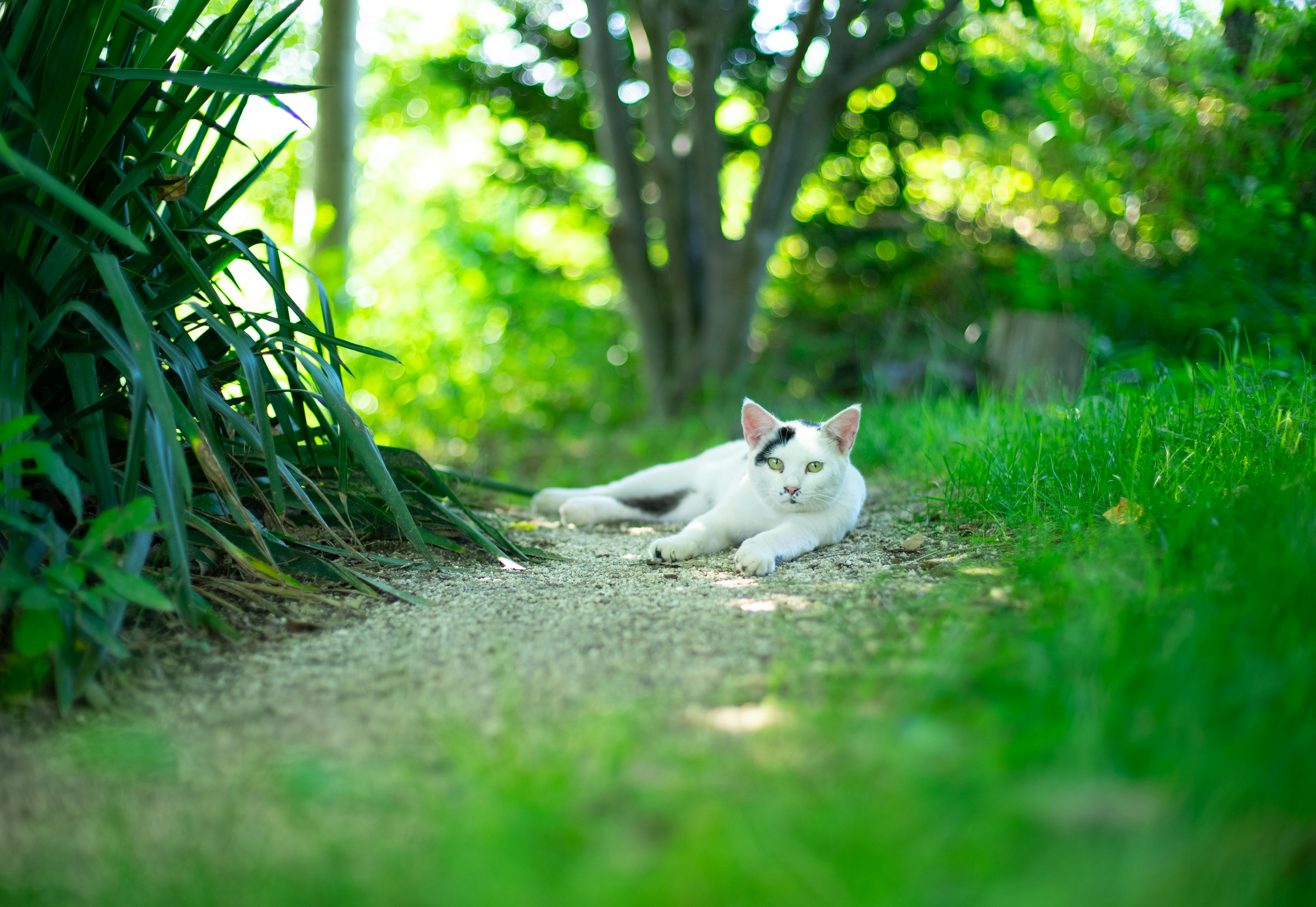 A serene cat lounging on a garden path surrounded by lush greenery in Nagano, Japan.