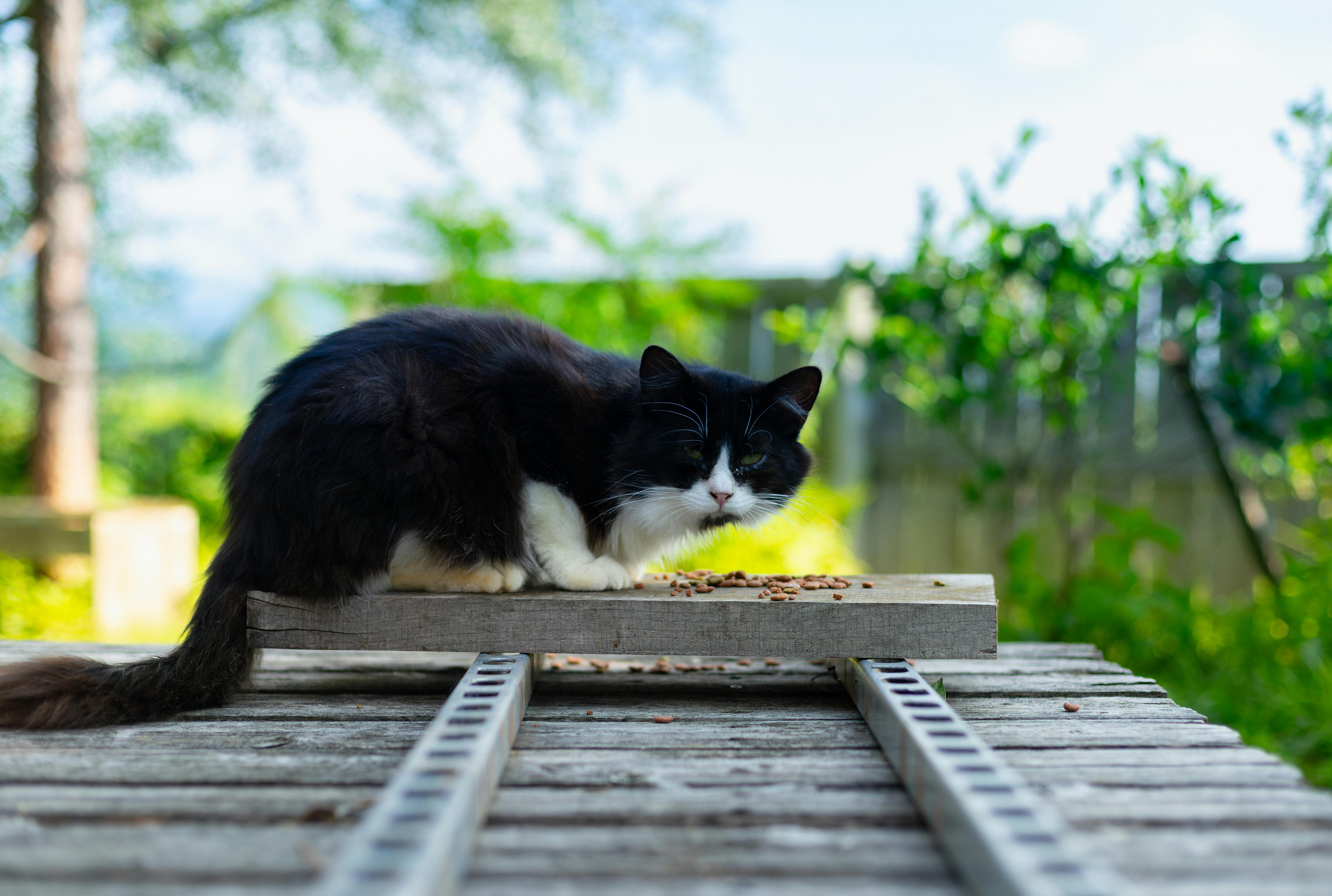 A black and white cat sitting on a wooden platform outdoors in Nagano, Japan.