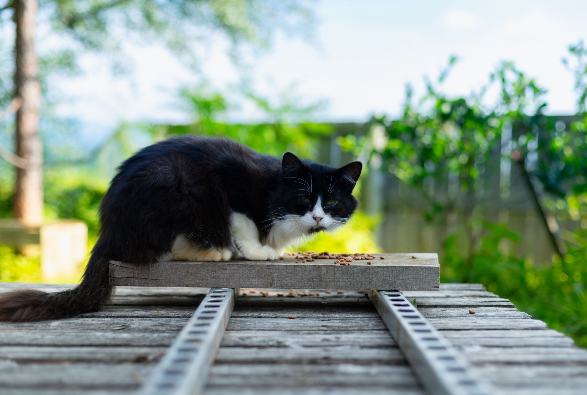 貓跳台與貓架選購指南:高度、安全要點與空間運用全面解析 A black and white cat sitting on a wooden platform outdoors in Nagano, Japan.