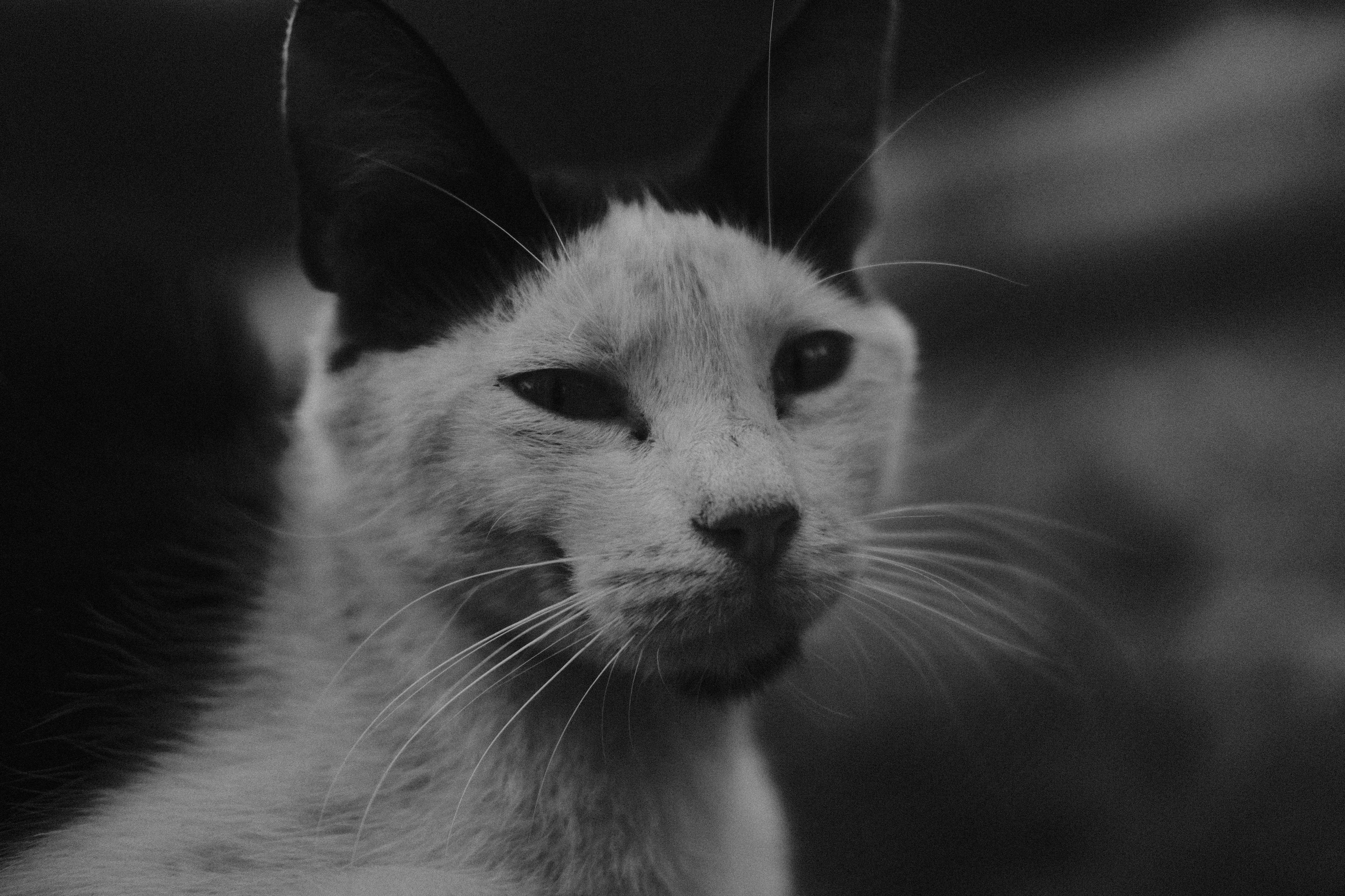 Portrait of a cat at a veterinary clinic