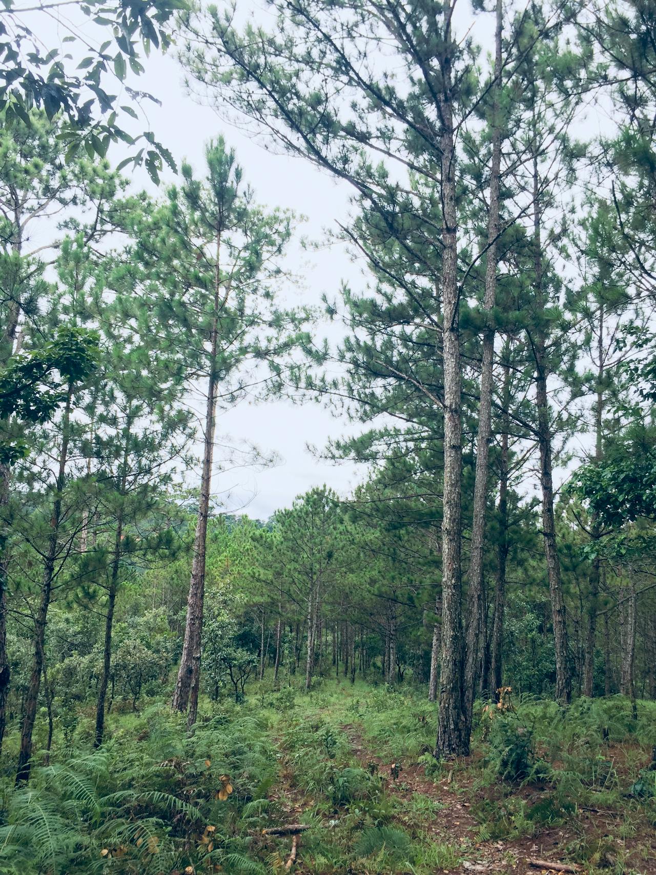 Biên niên ký chim vặn dây cót | Chương 28