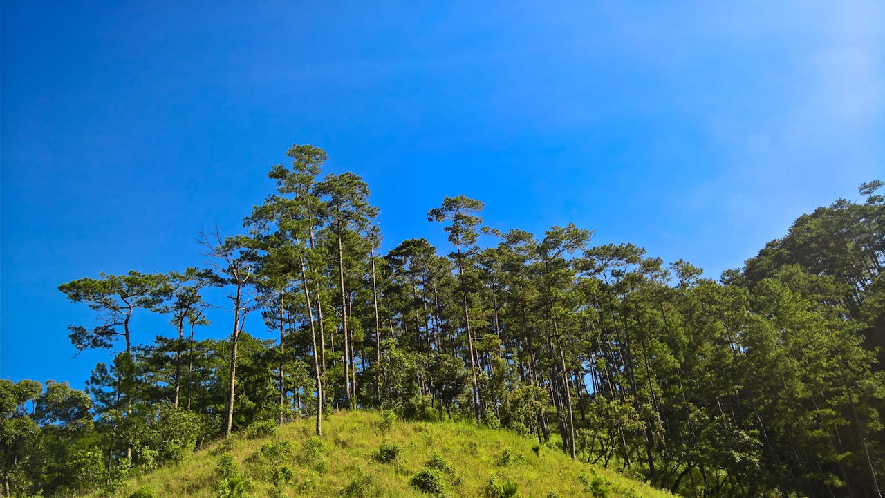 Nhịp điệu cảm xúc lôi cuốn độc giả