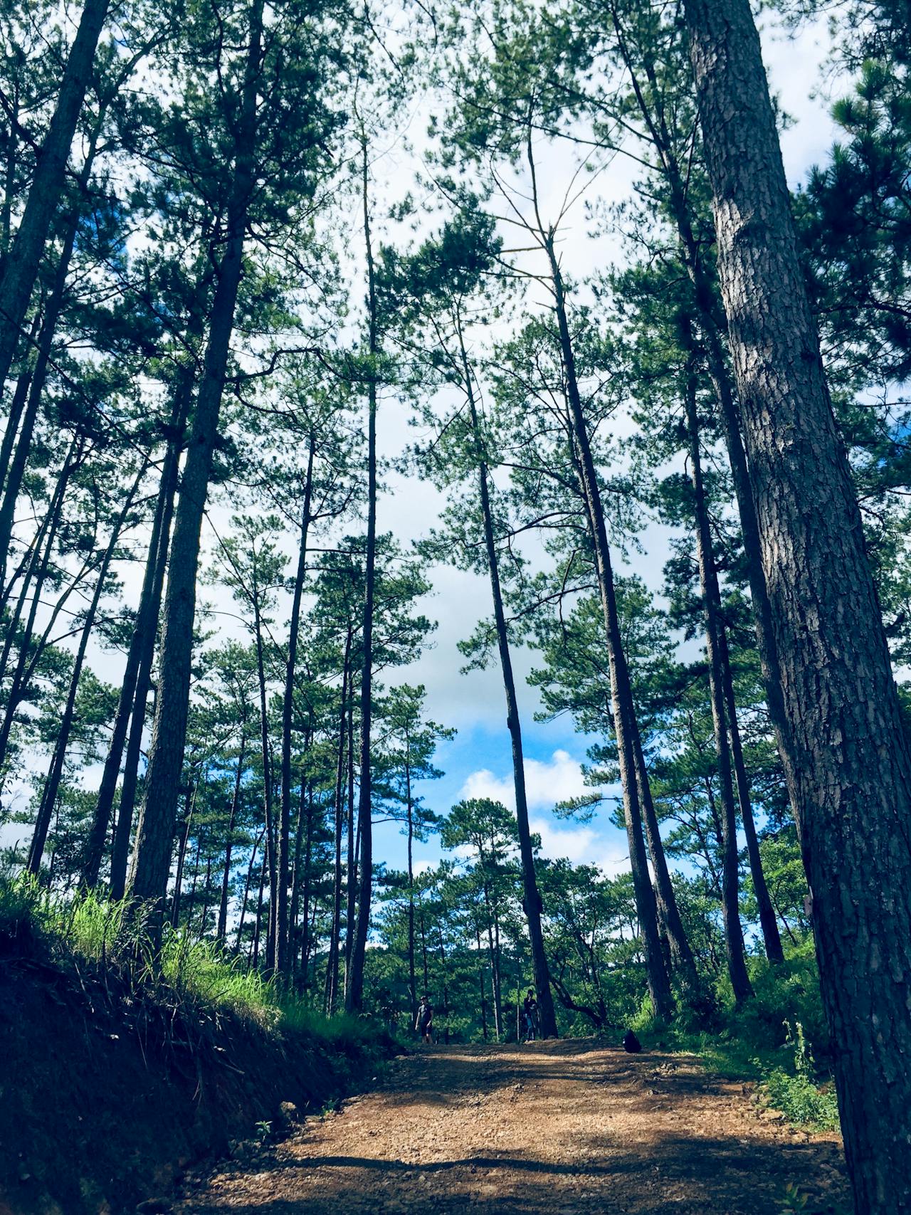 Trồng một nụ cười | Chương 01