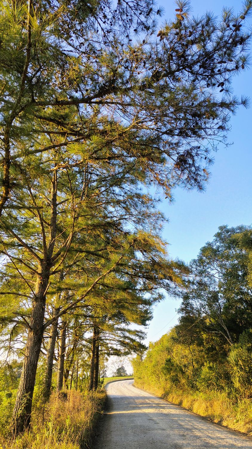 Clear Path Tree Serene Tree-Lined Path Under Clear Blue Sky · Free Stock Photo