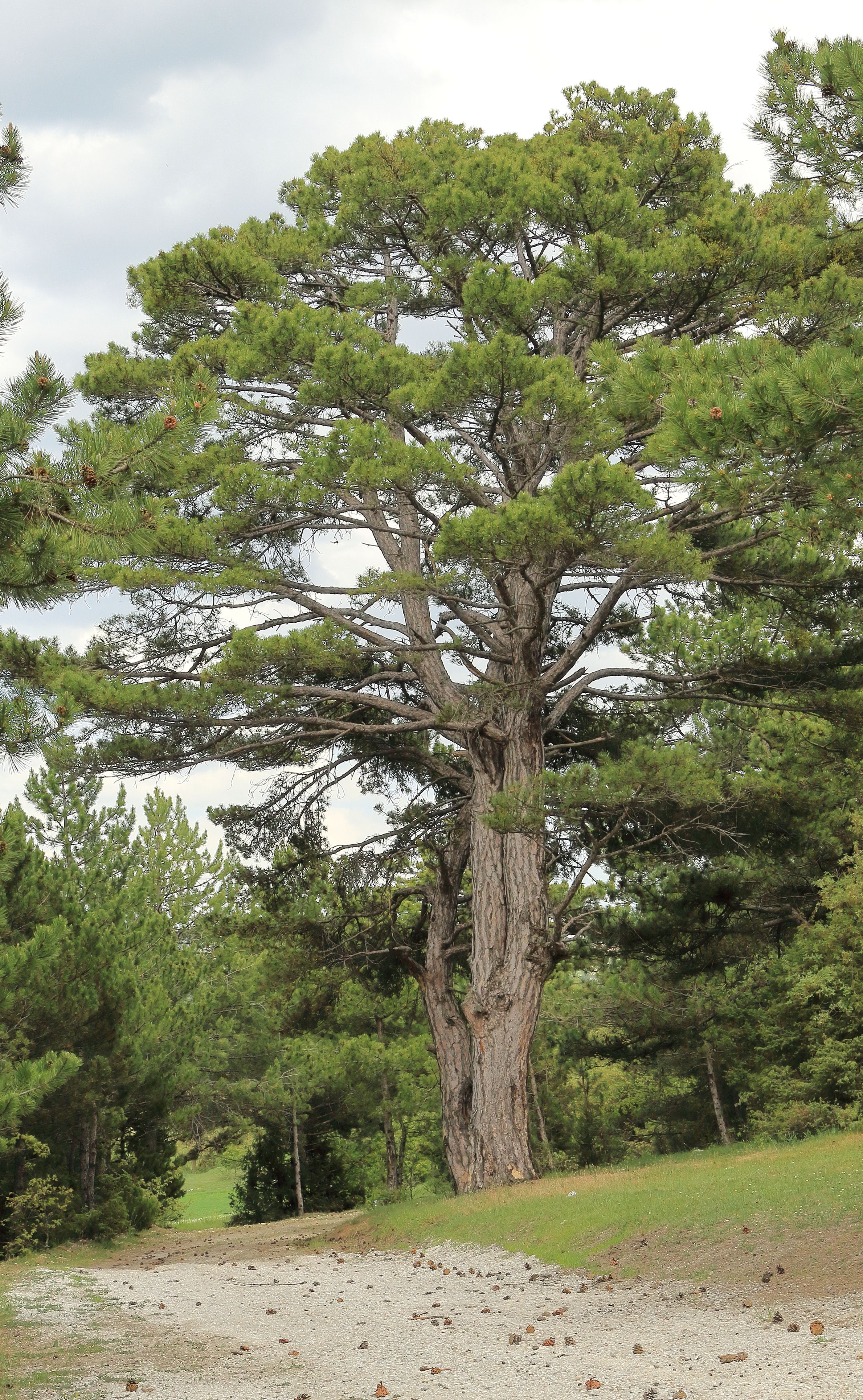 Serene scene of a large pine tree along a forest trail on a clear day, ideal for nature lovers.