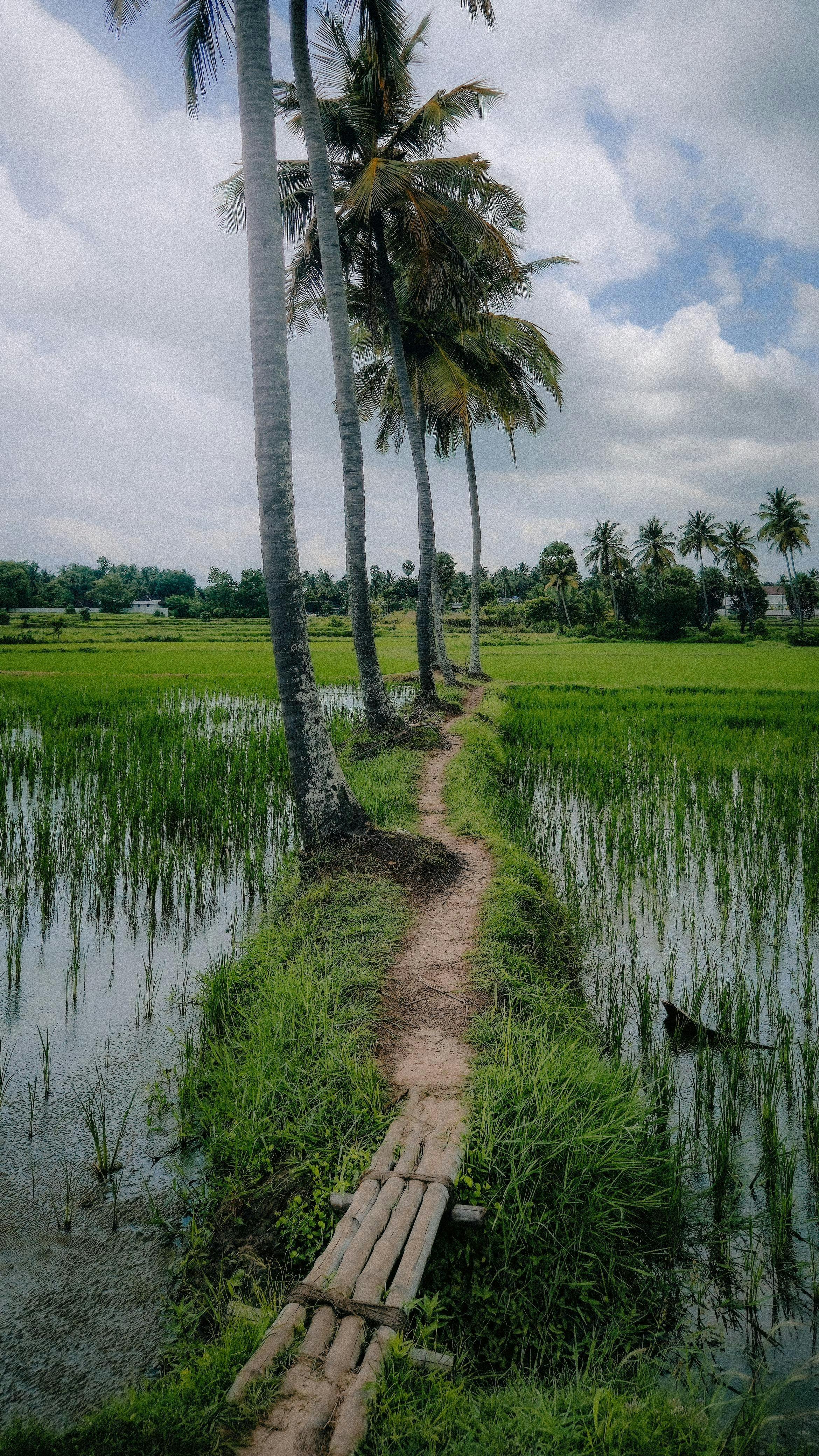 Stunning view of a palm-fringed path through the verdant paddy fields of Palakkad, Kerala, India.