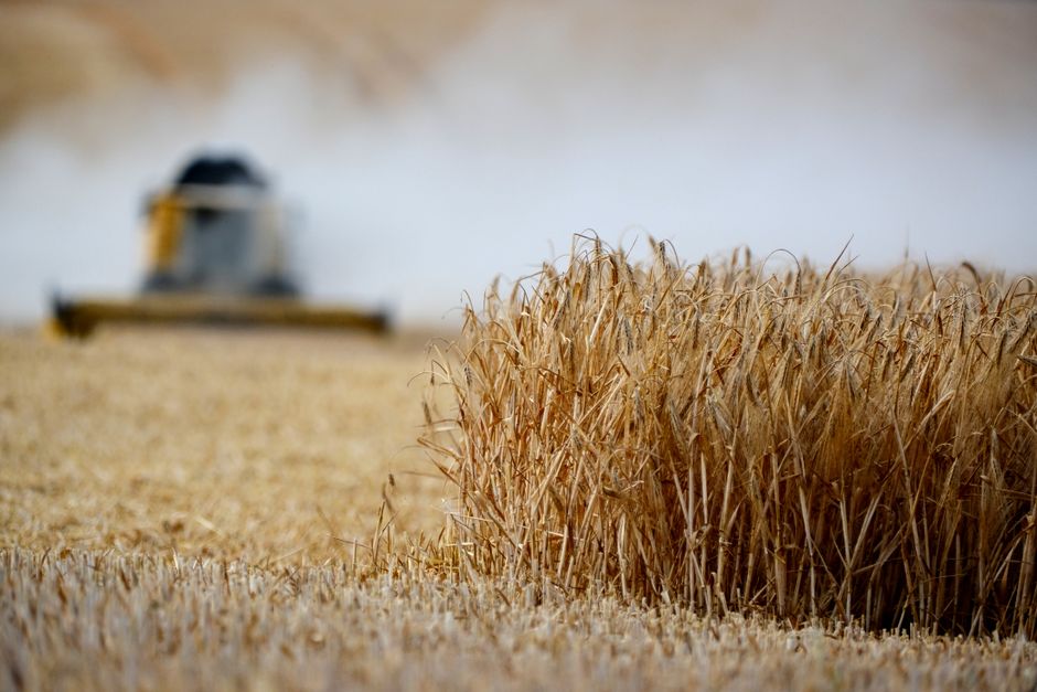 Photo by Roman Biernacki Close-up of wheat field during harvest with combine harvester in the background.
