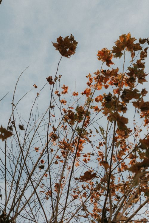 Free Beautiful autumn leaves silhouetted against a clear, blue sky, signifying the fall season's natural beauty. Stock Photo