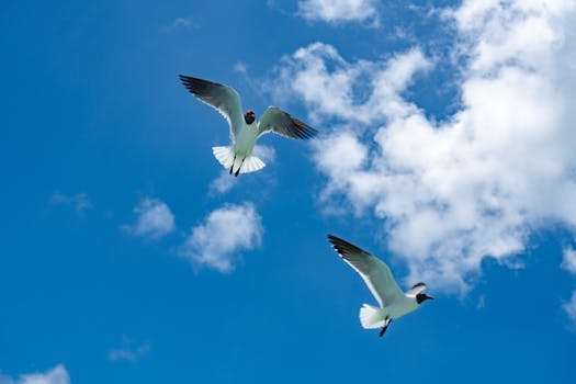 When Broken Wings Learn to Soar