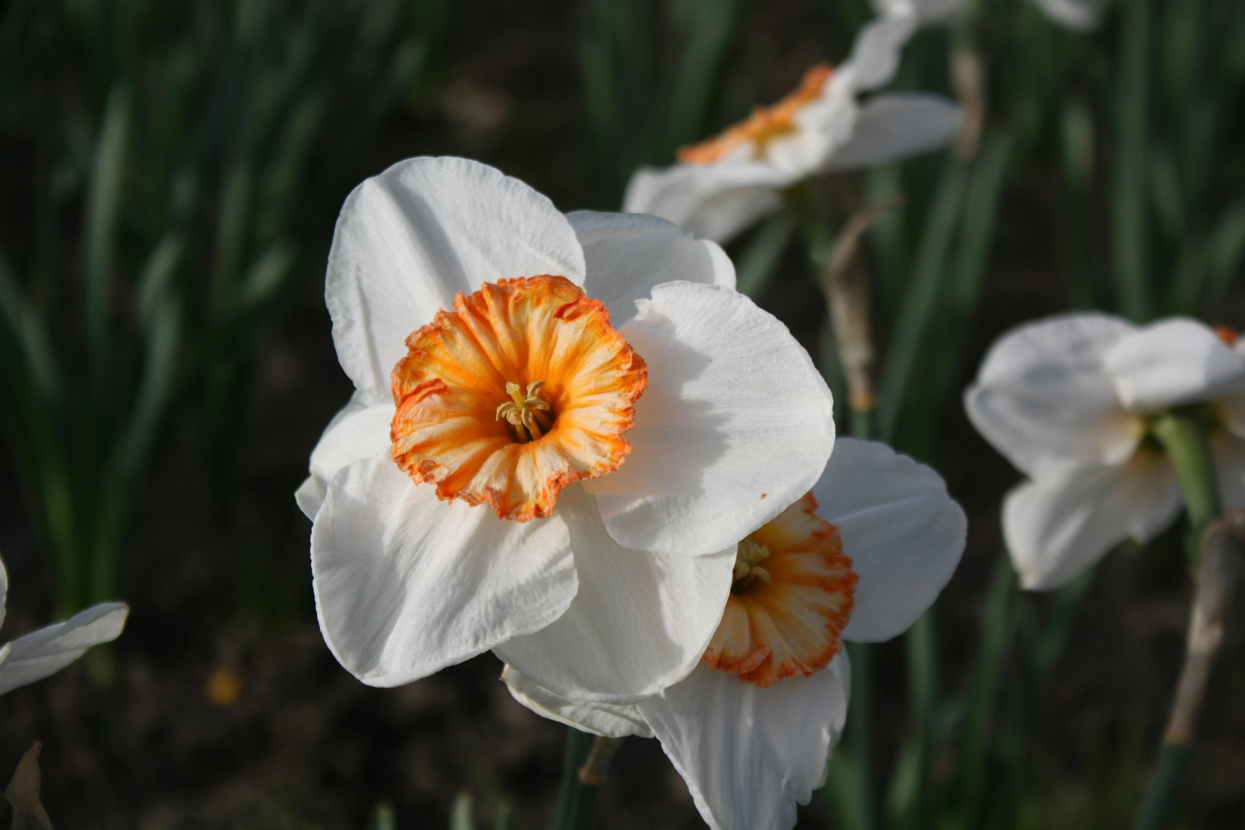 Cultivo de Narcisos: Sustrato, Plantación, Riego y Post-Floración