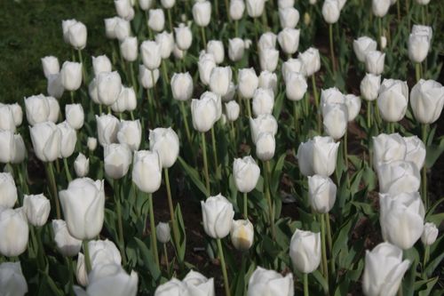 Free A lush field of white tulips in full bloom on a sunny spring day. Stock Photo