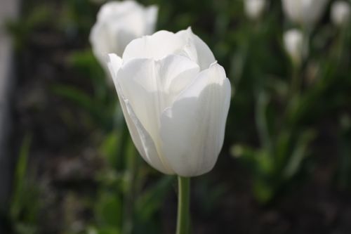 Free Close-up of a white tulip in full bloom, showcasing its delicate petals in a garden setting. Stock Photo