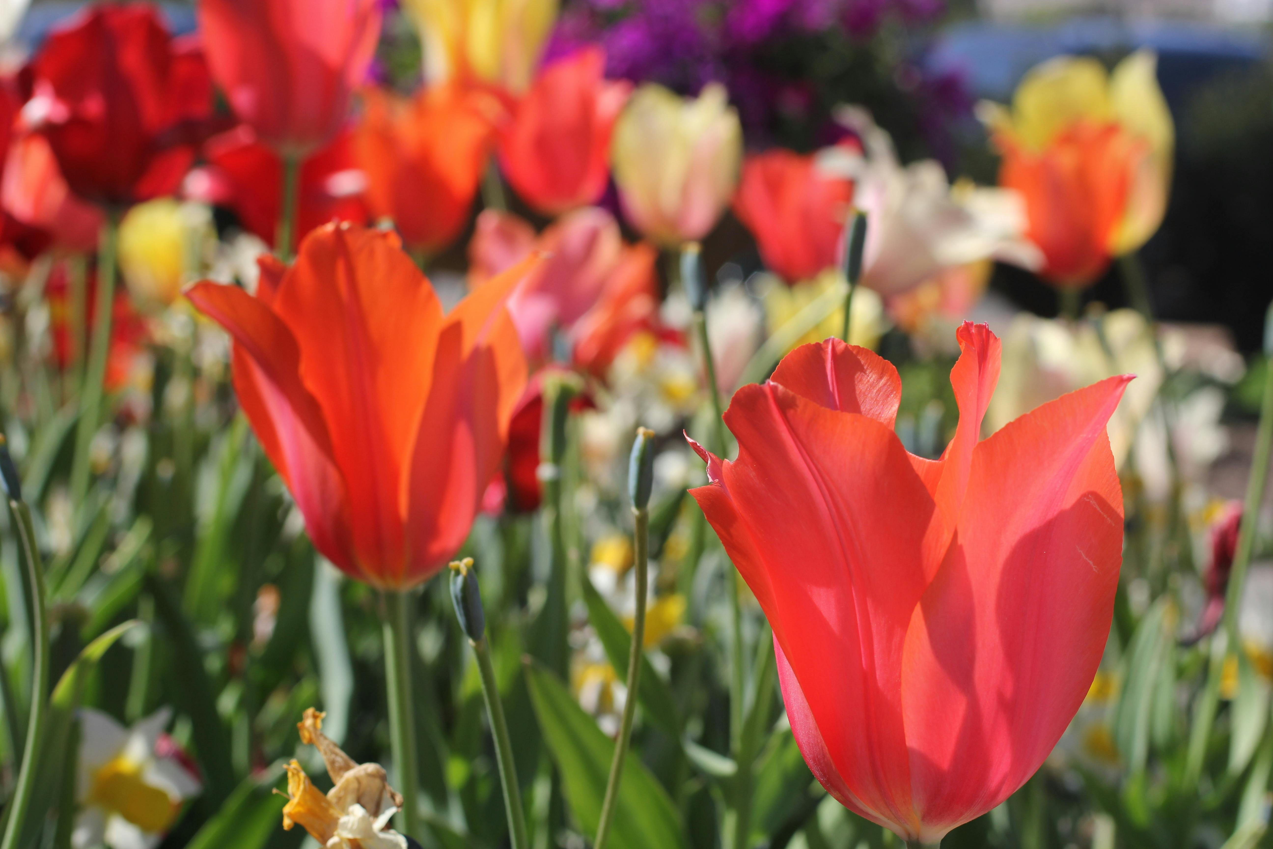 Photo Gratuite De Fleurs Rouge Tulipes