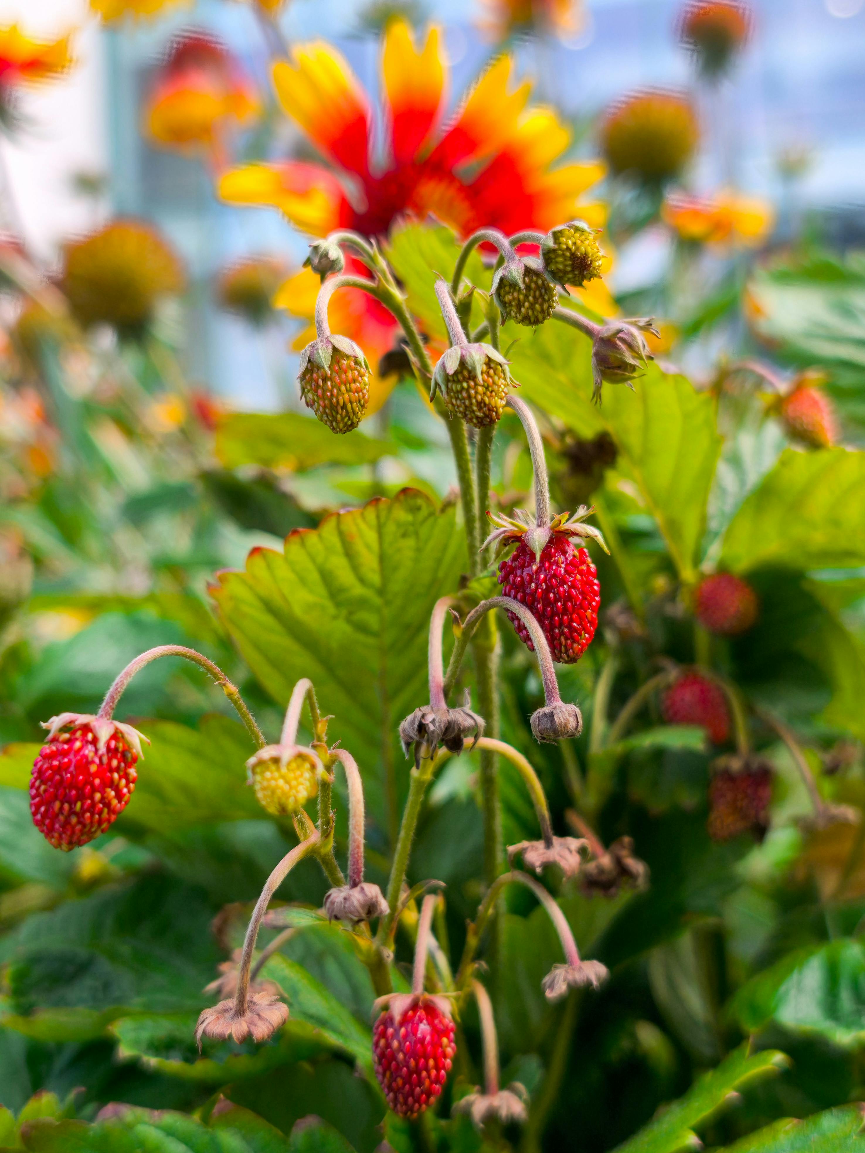 Close-up of ripe strawberries with colorful flowers in a German garden, showcasing summer vibrancy.