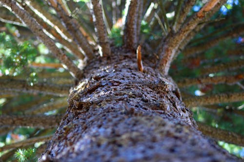 Free stock photo of nature, outside photography, pine tree