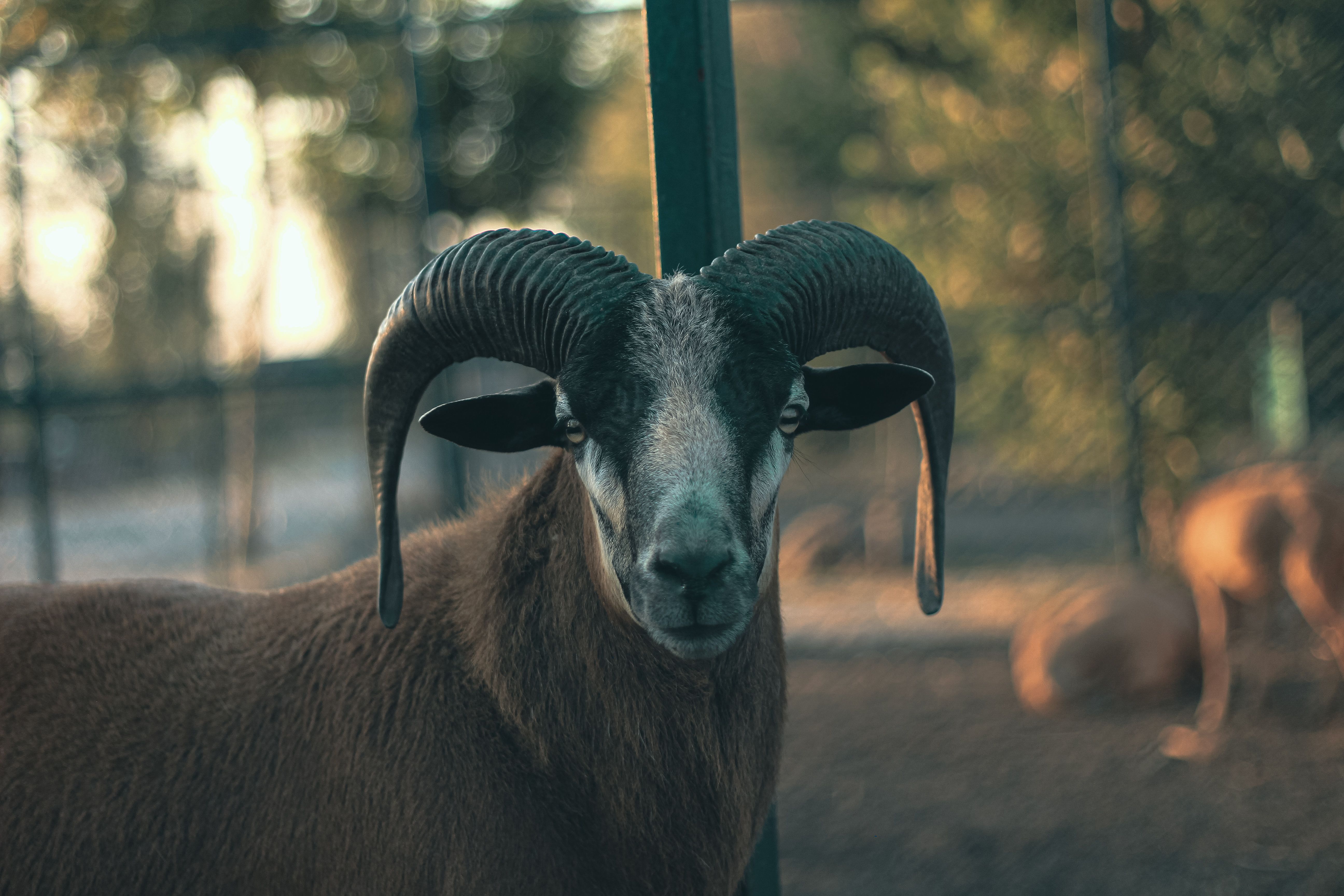 Majestic Ram in Natural Outdoor Setting · Free Stock Photo