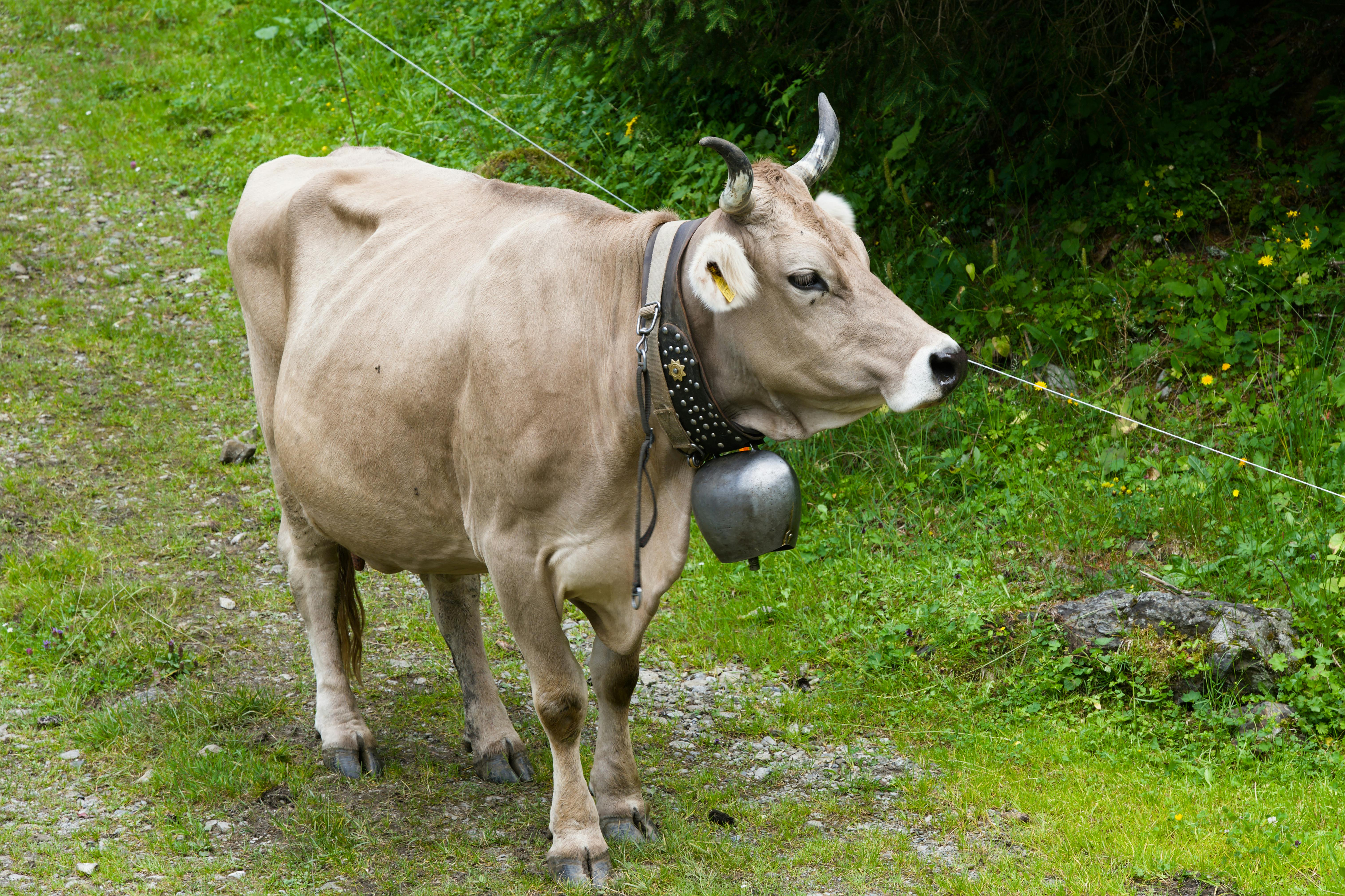 grátis Vaca suíça com sino pastando em um exuberante prado alpino. Foto profissional
