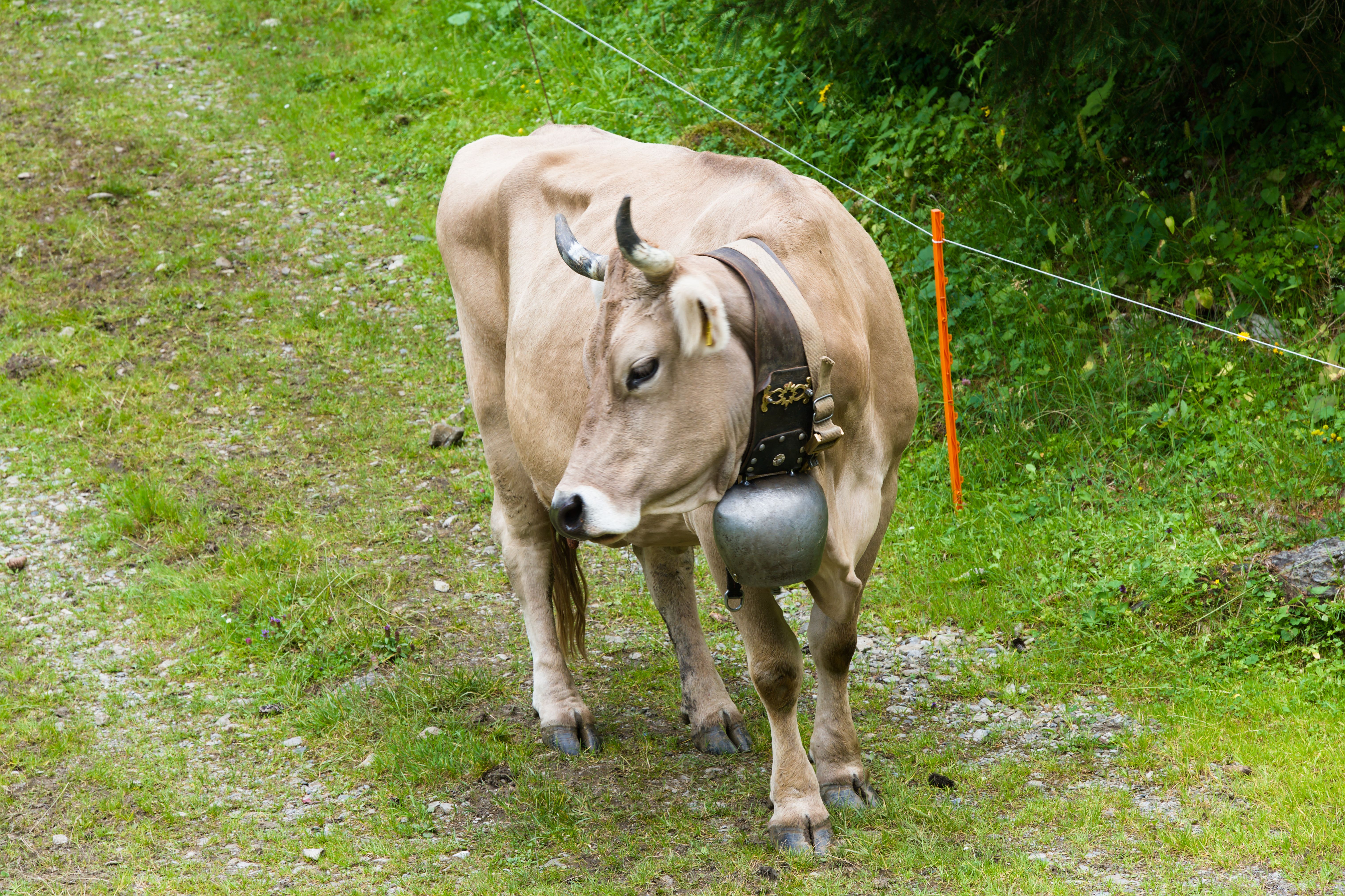 Brown Swiss Cow with Bell in Swiss Alps · Free Stock Photo