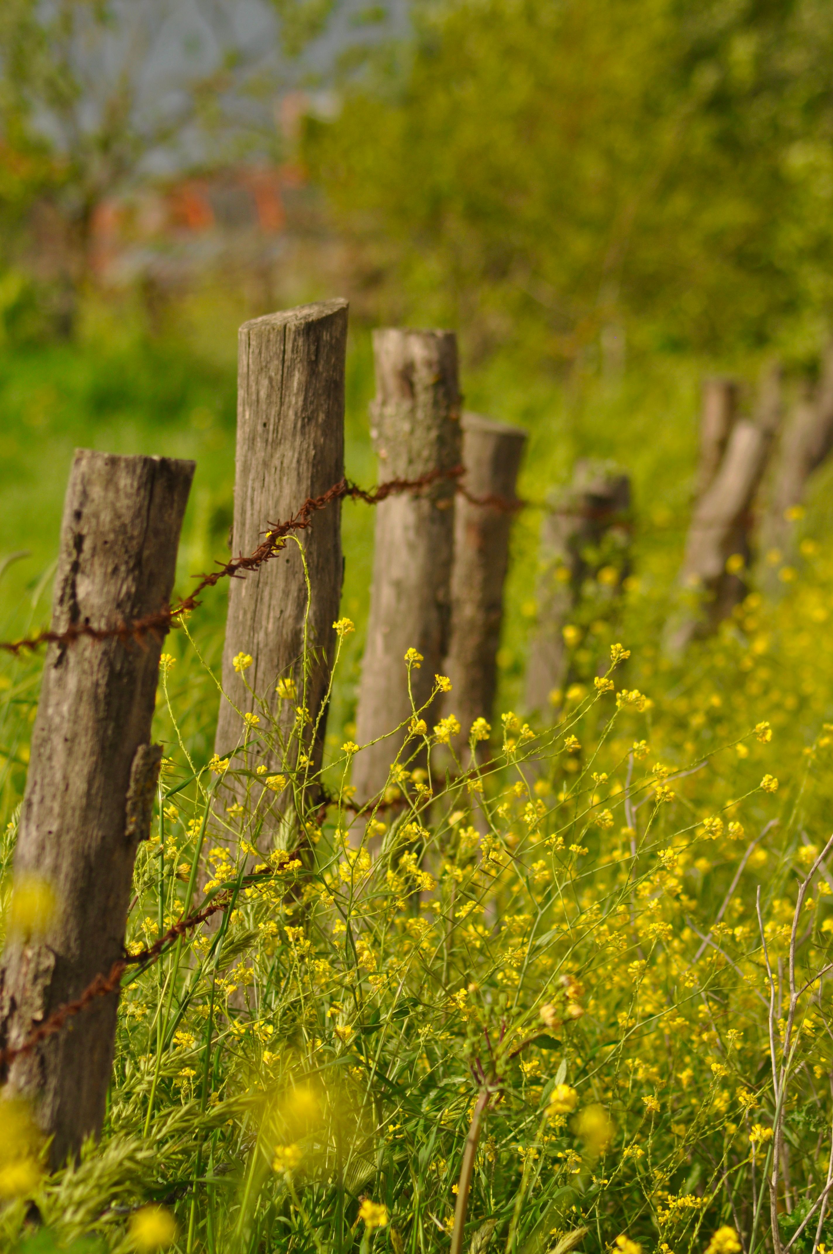 Rustic wooden fence in field